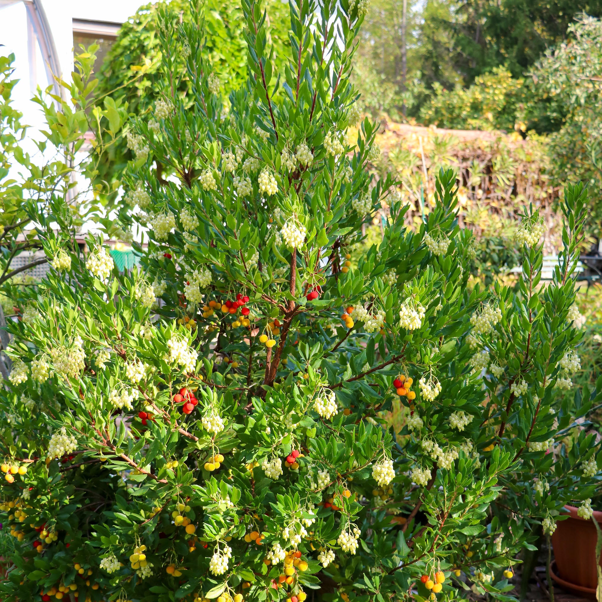 Erdbeerbaum 'Atlantic'