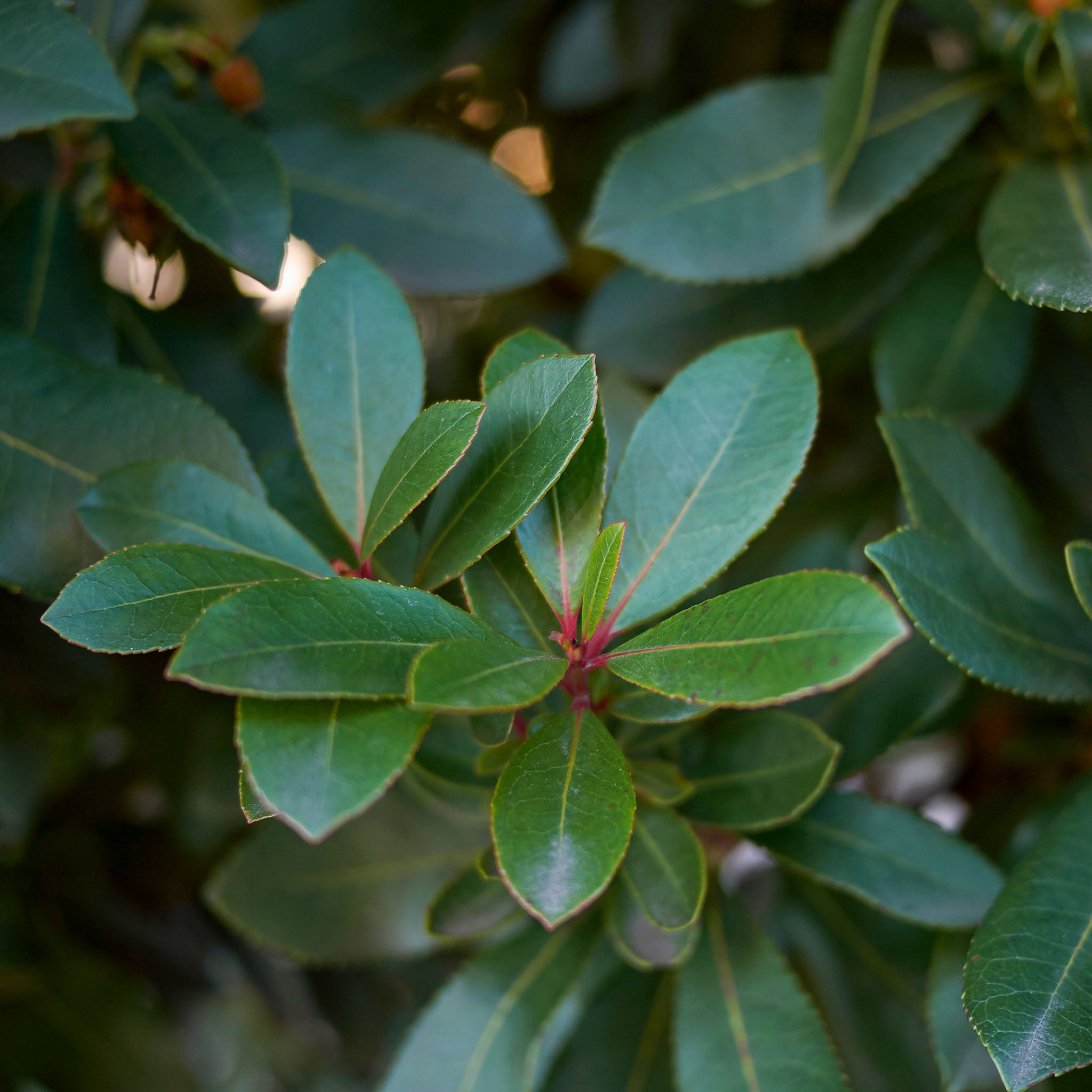 Erdbeerbaum 'Atlantic'