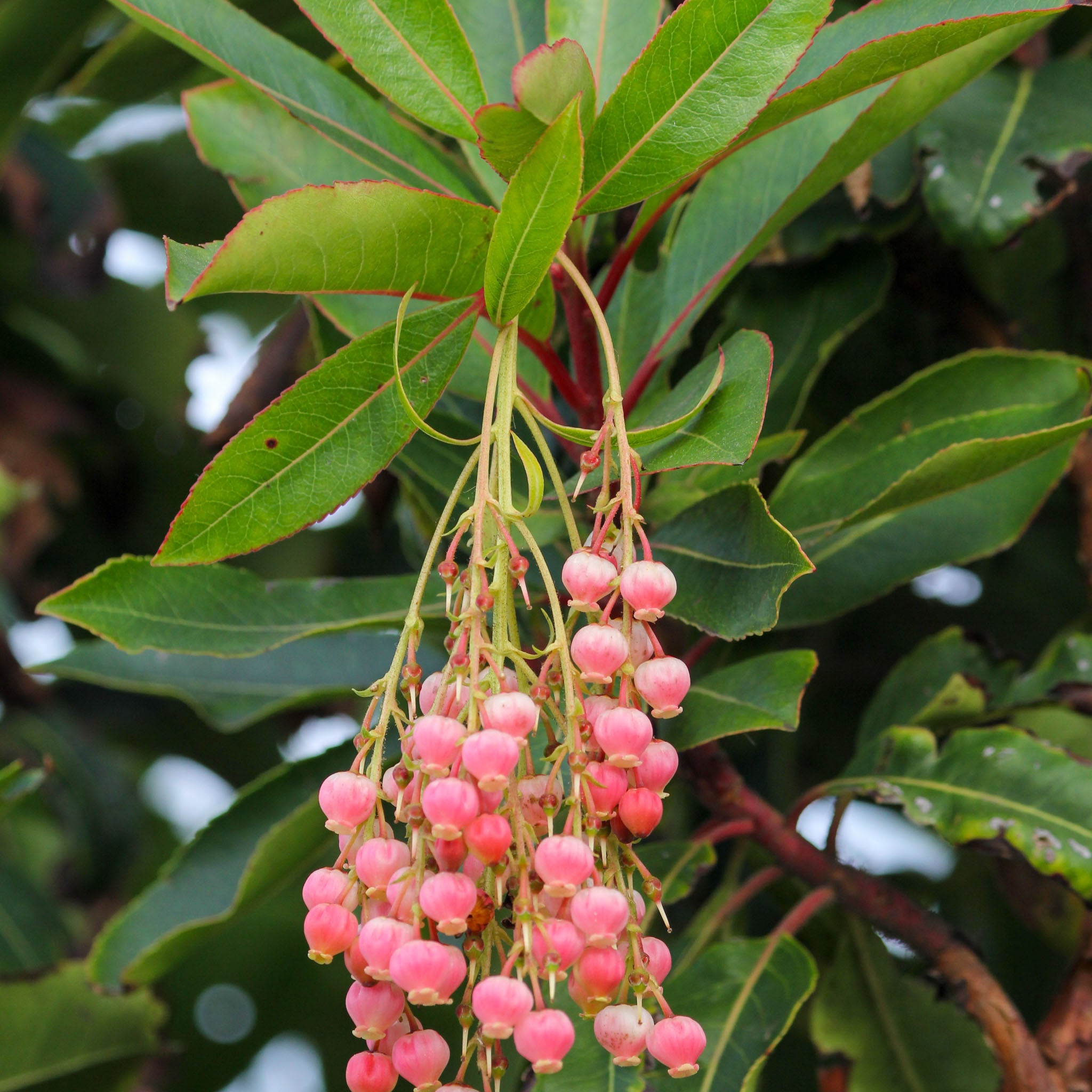 Zwerg-Erdbeerbaum 'Mercurius'