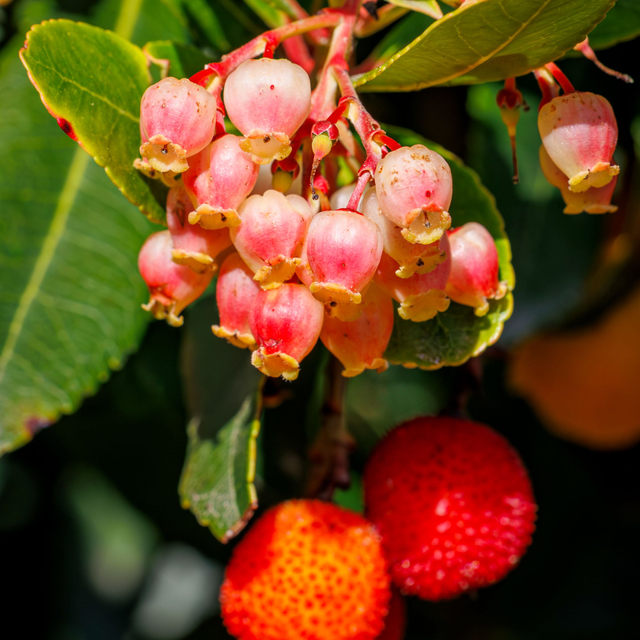 Erdbeerbaum 'Roselily'