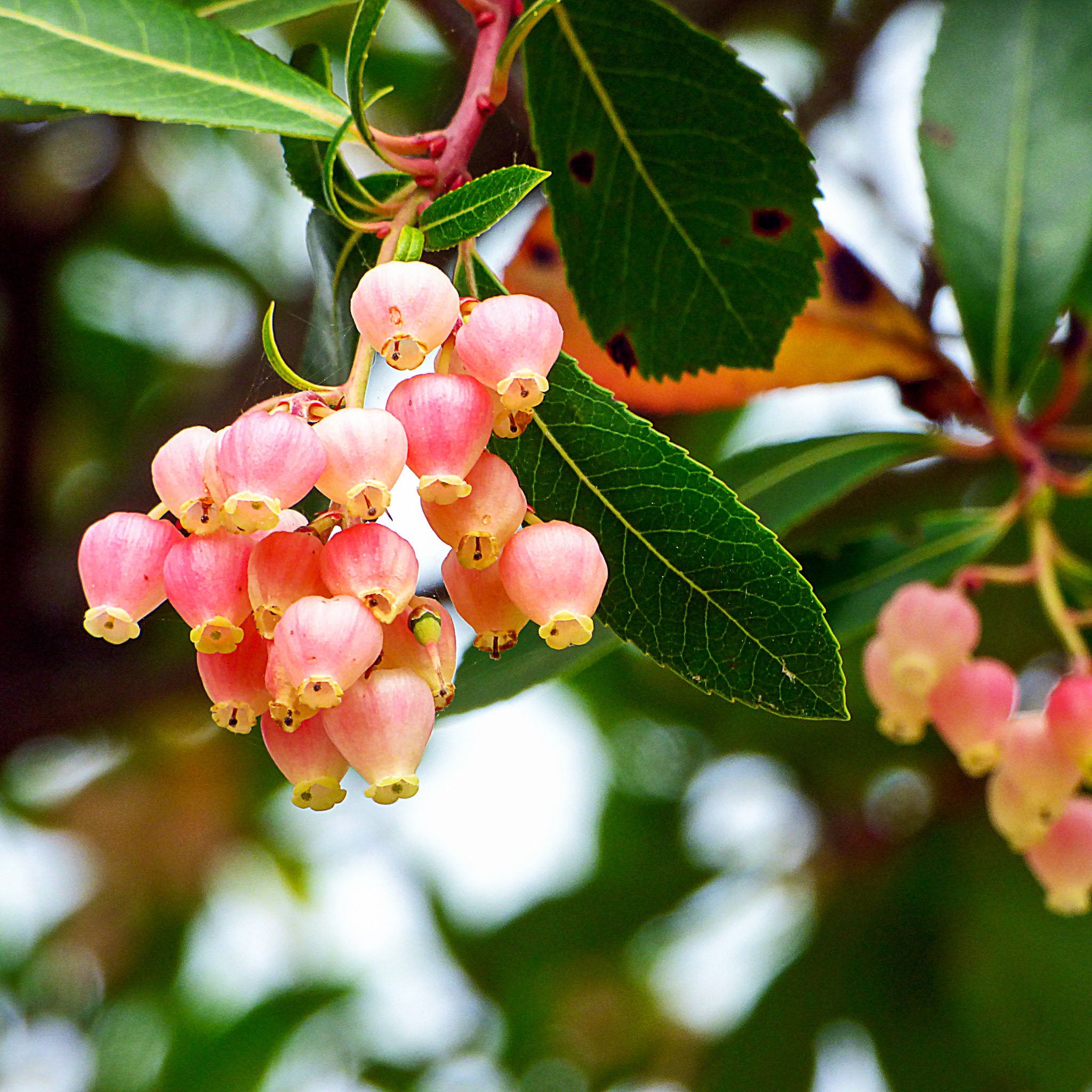 Erdbeerbaum 'Roselily'