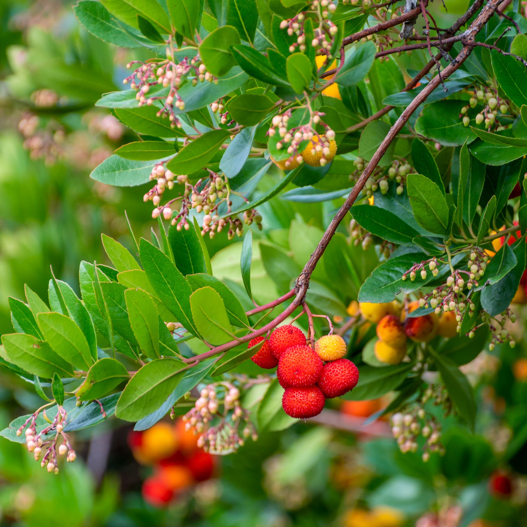 Erdbeerbaum 'Roselily'
