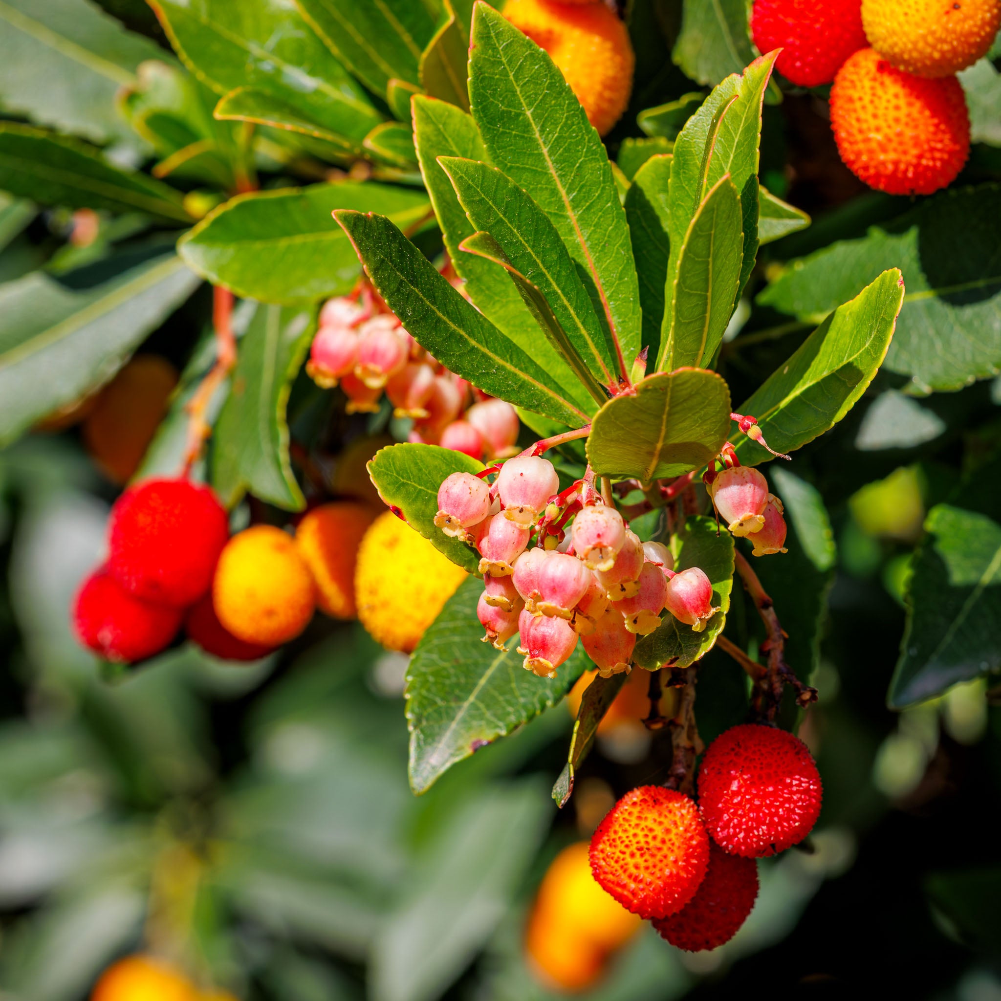 Erdbeerbaum 'Rubra'
