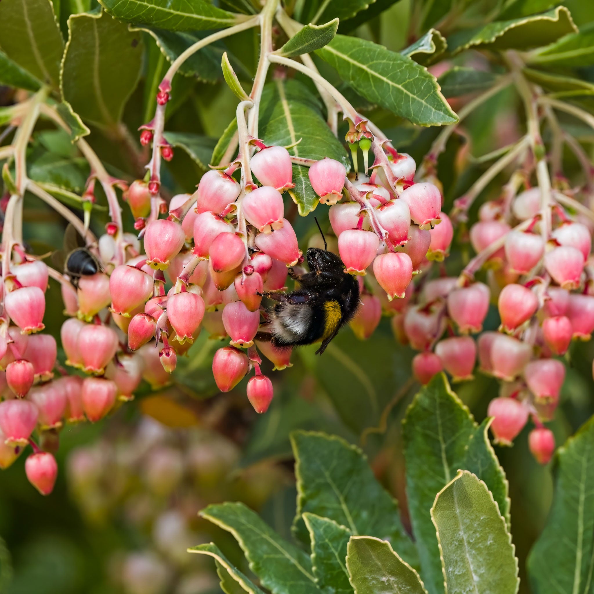 Erdbeerbaum 'Rubra'