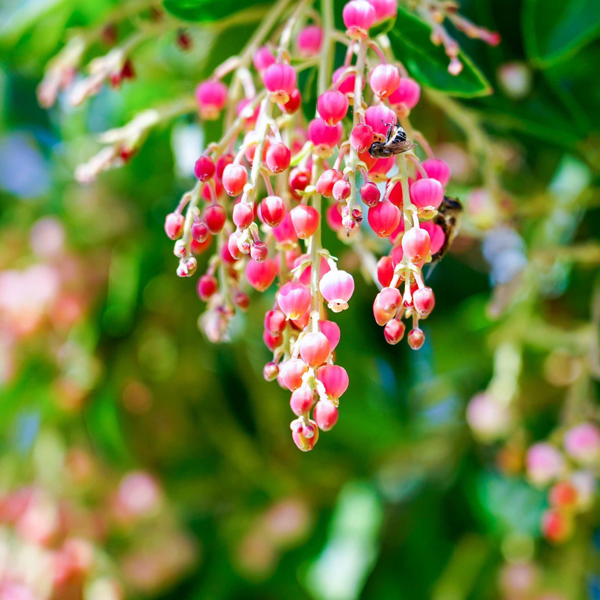 Erdbeerbaum 'Rubra'