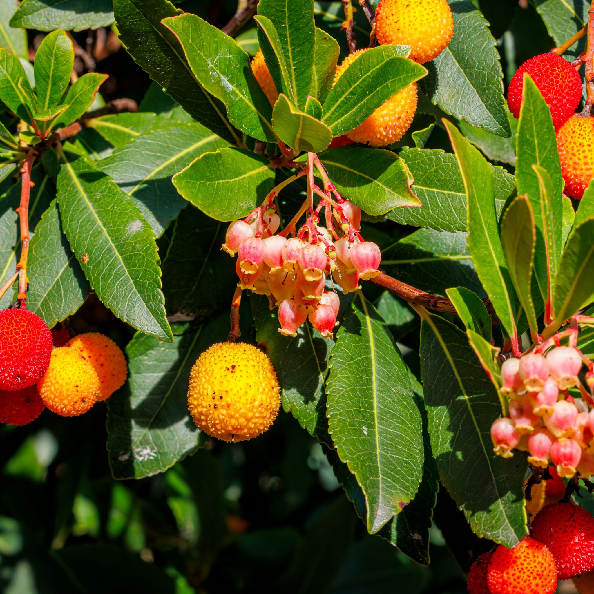 Erdbeerbaum 'Rubra'