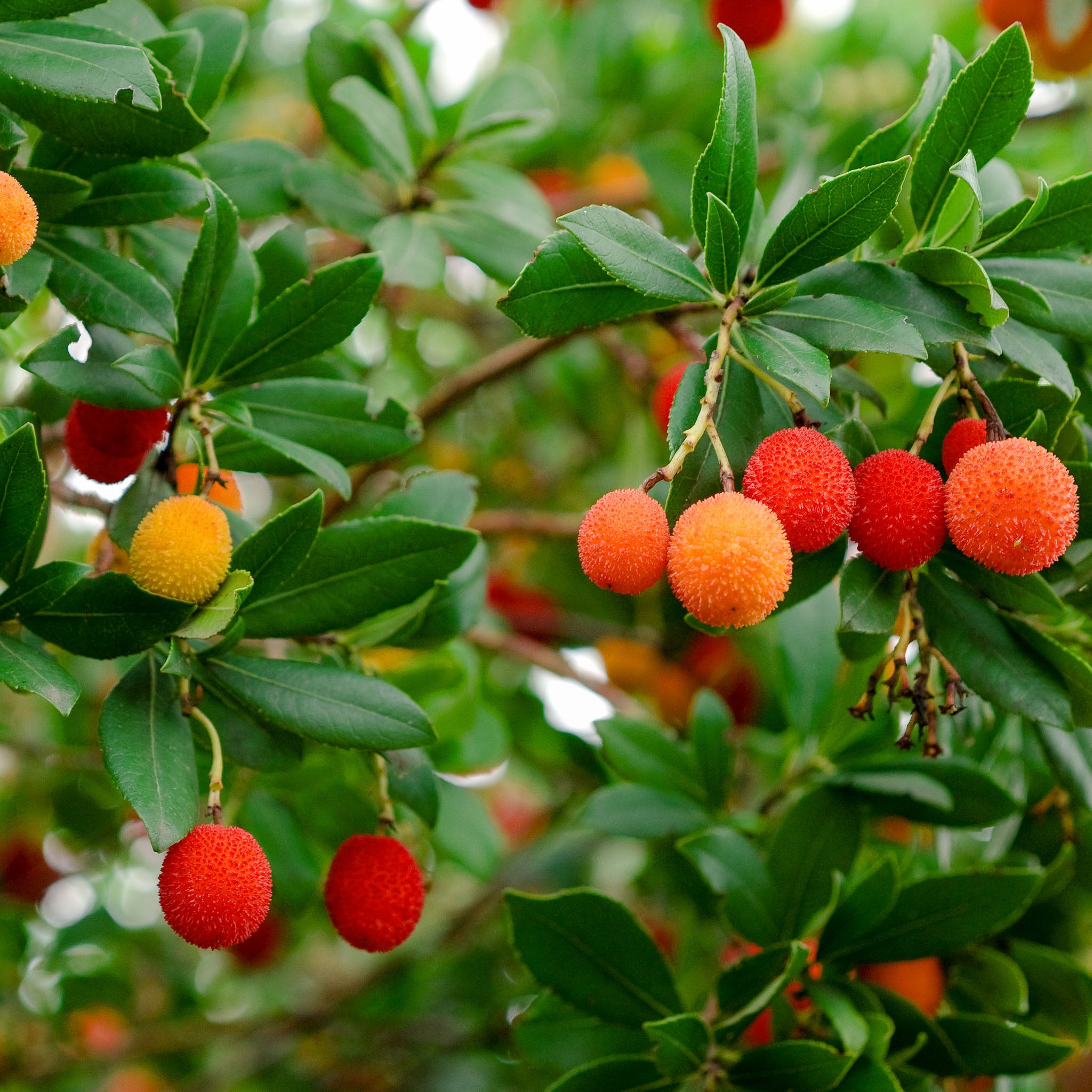Erdbeerbaum 'Wildform'