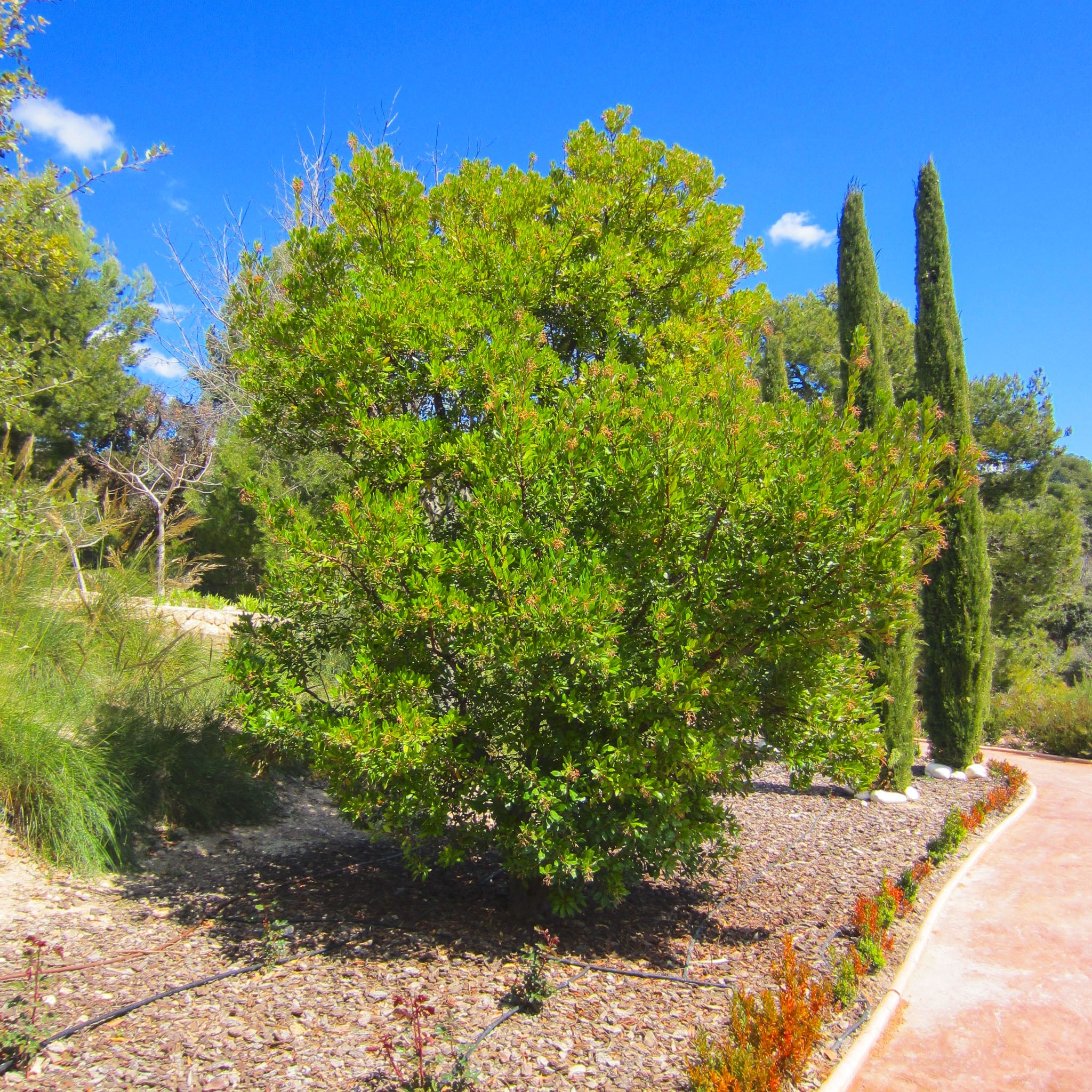 Erdbeerbaum 'Wildform'