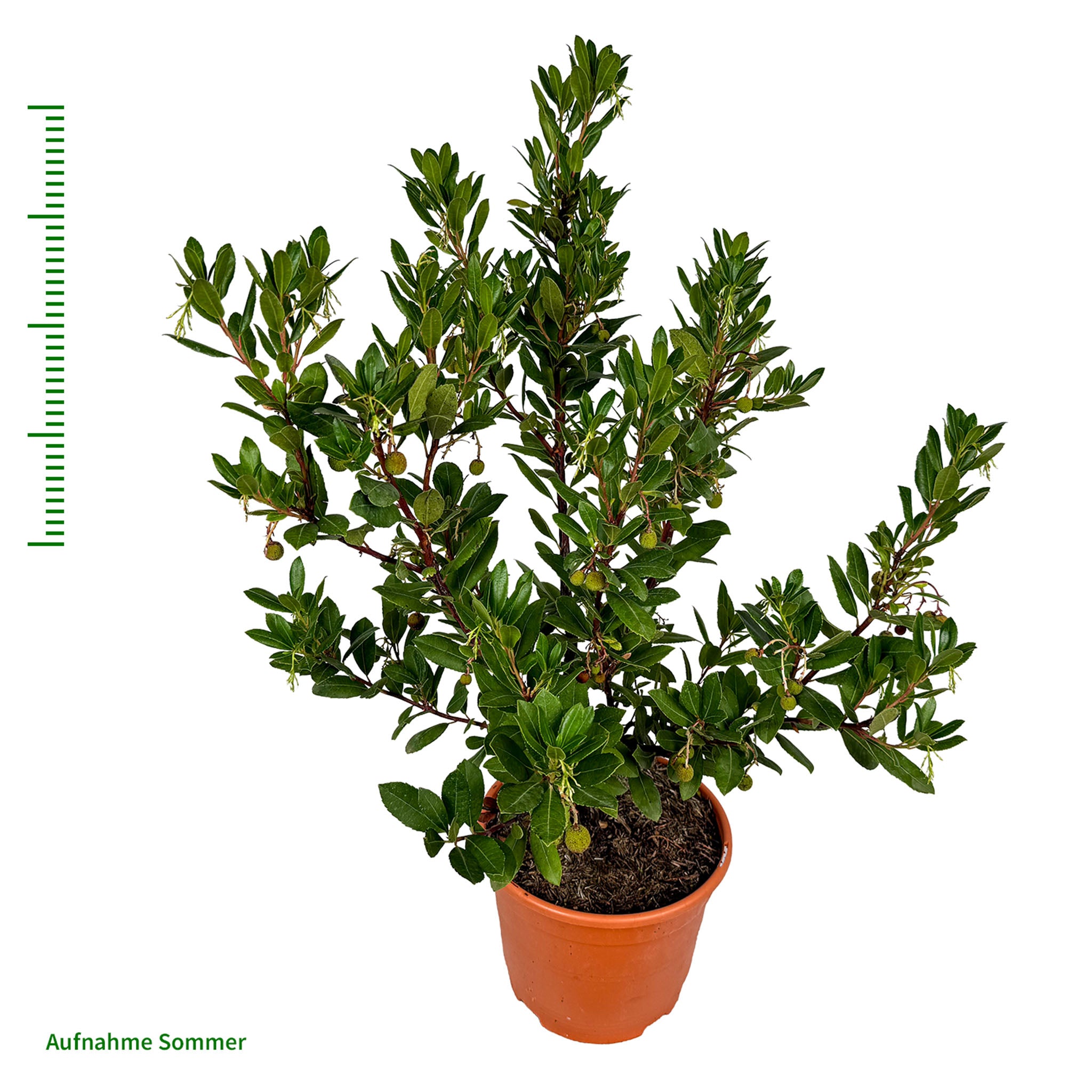 Erdbeerbaum 'Atlantic'