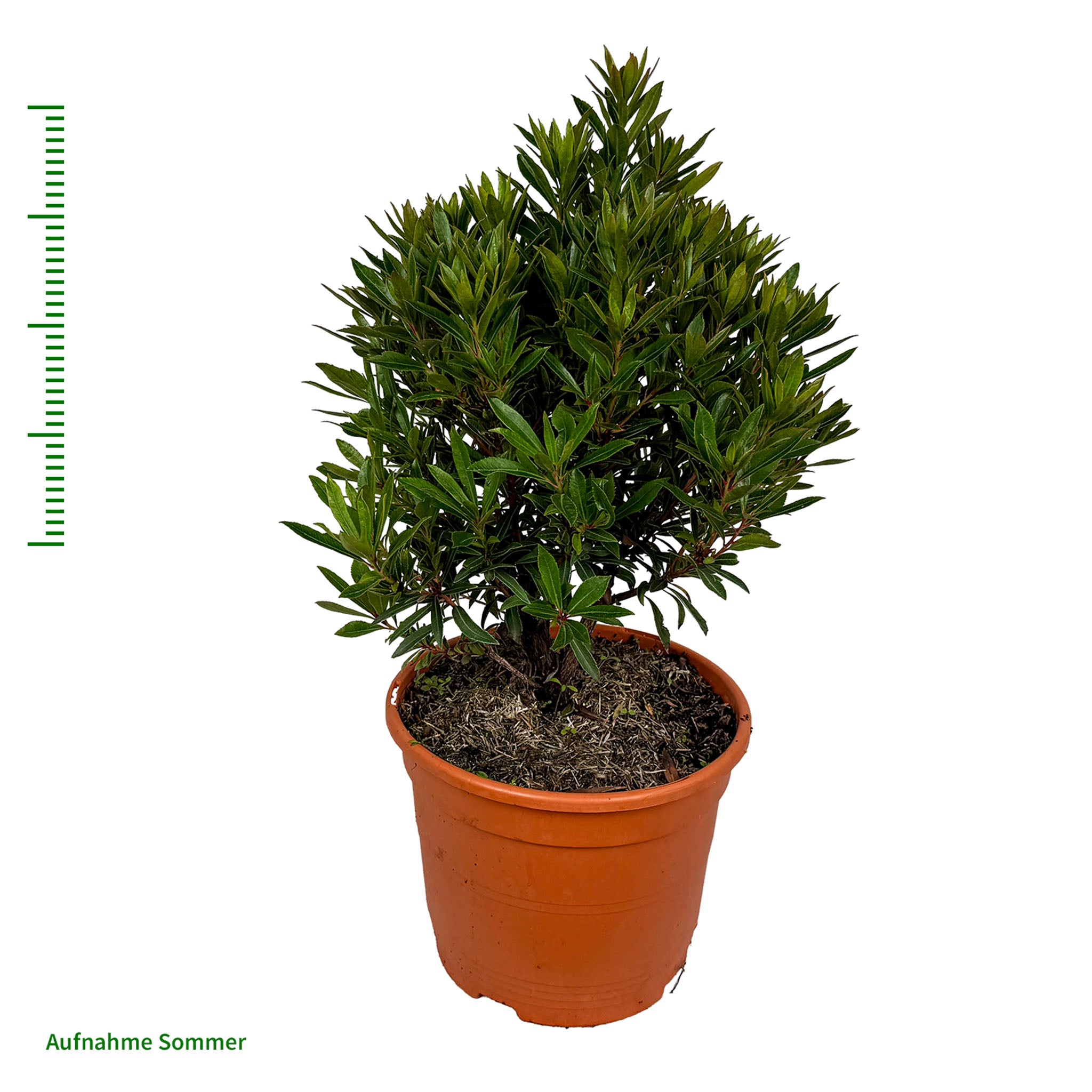 Zwerg-Erdbeerbaum 'Mercurius'