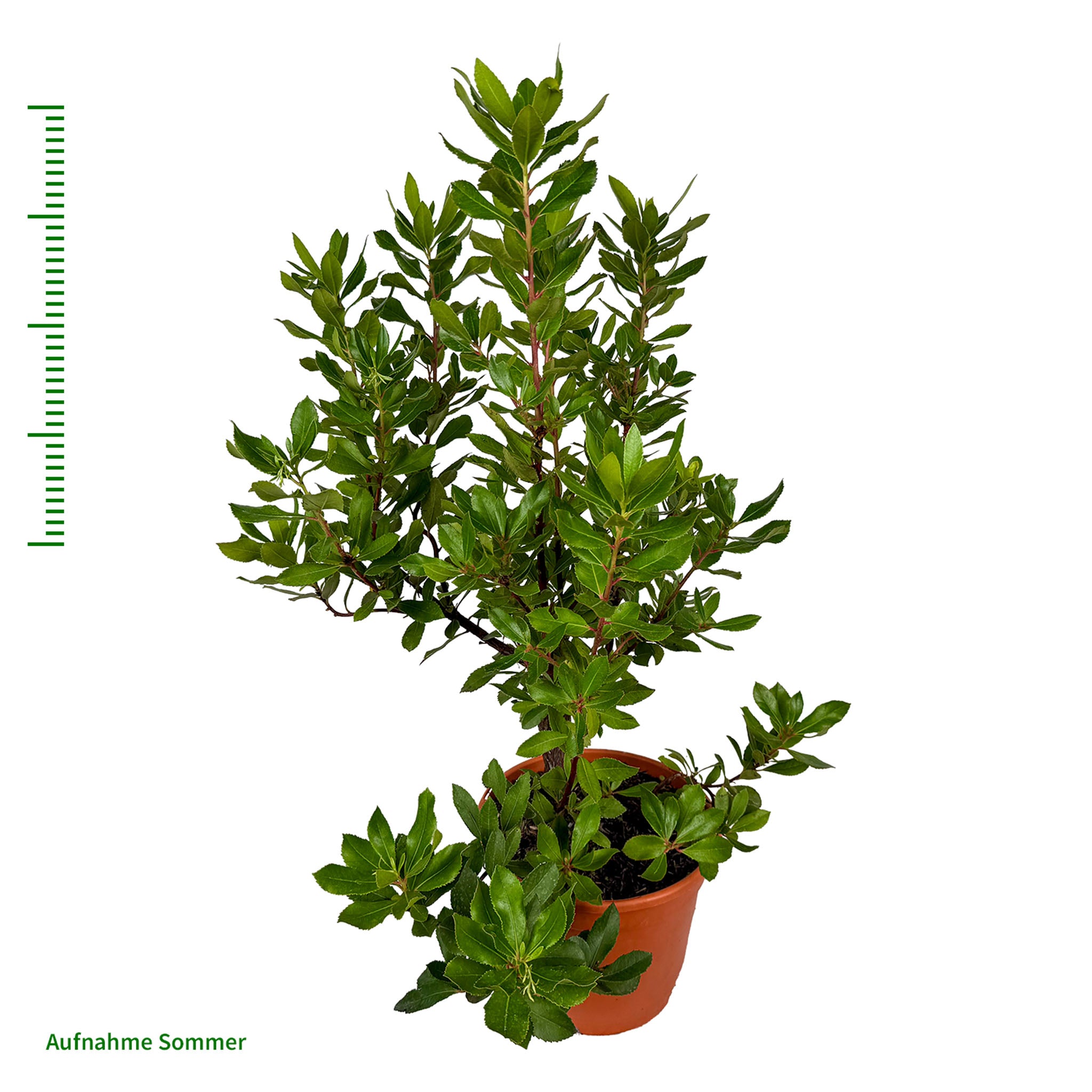 Erdbeerbaum 'Roselily'