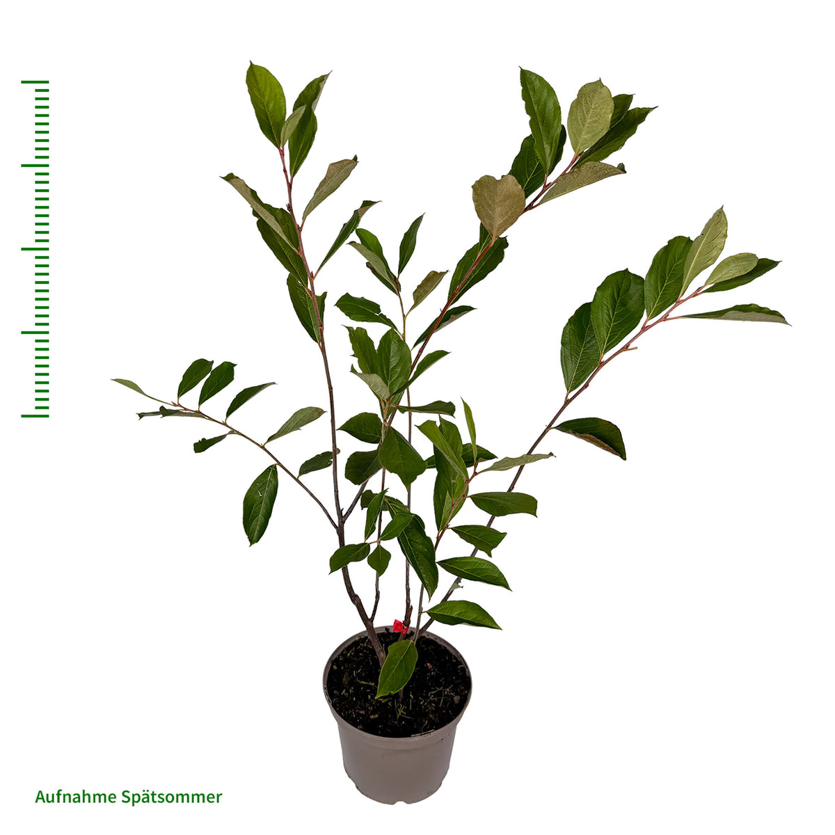 Aroniabeere 'Brilliant'