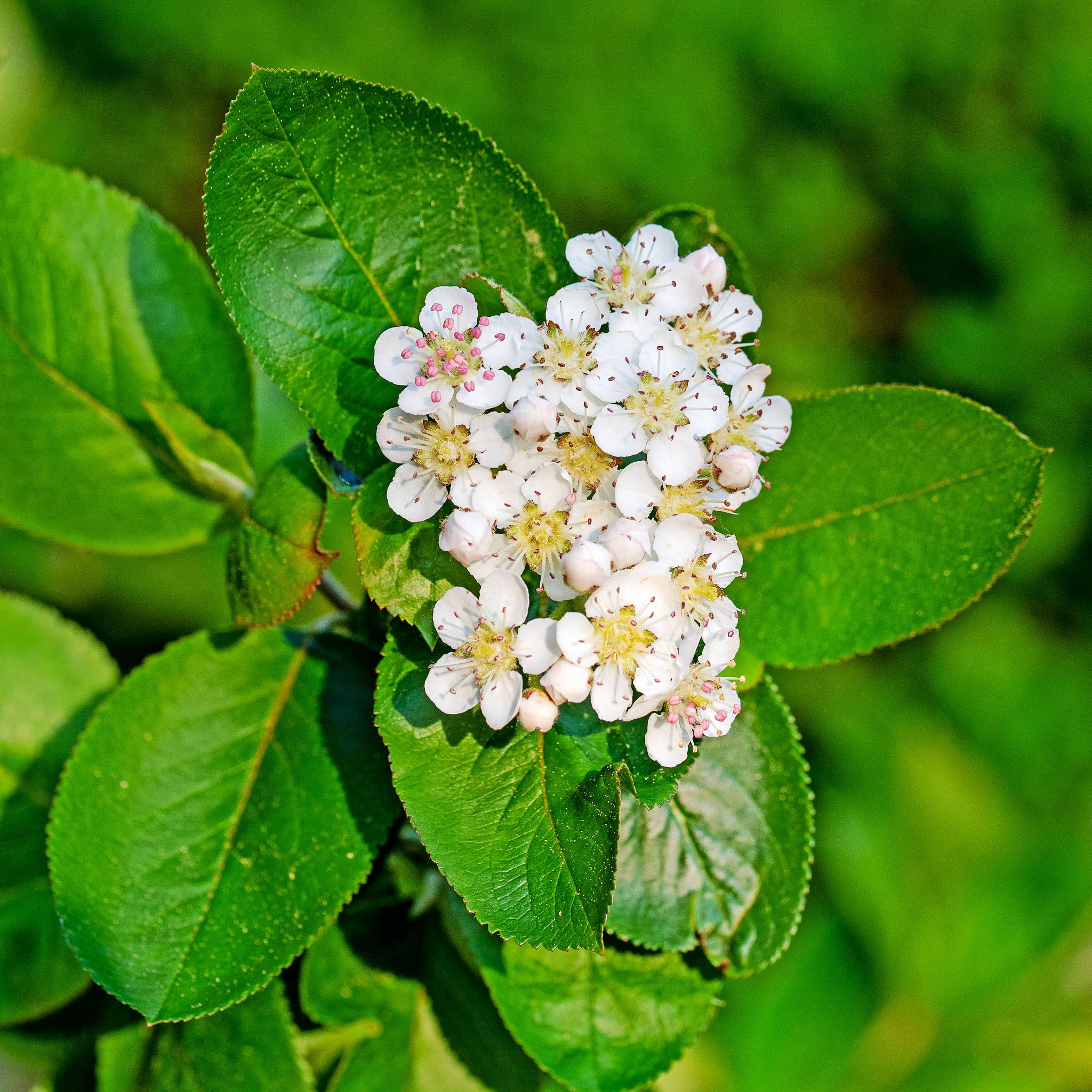 Aroniabeere 'Aron'