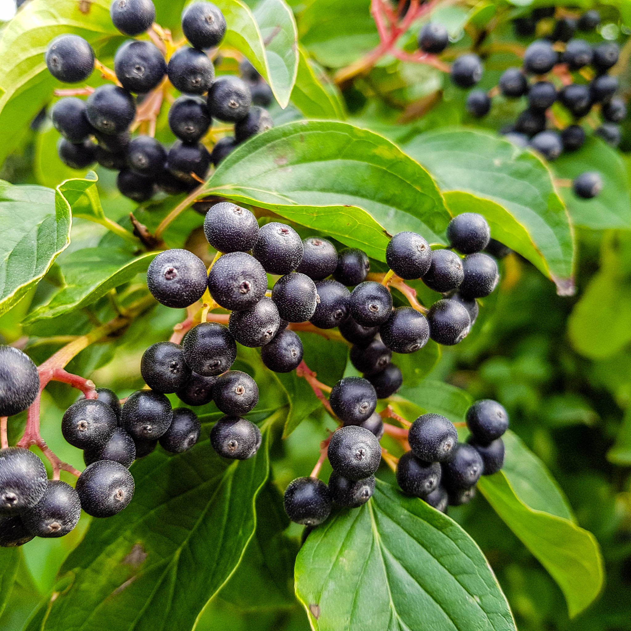Aronia 'Galicjanka'