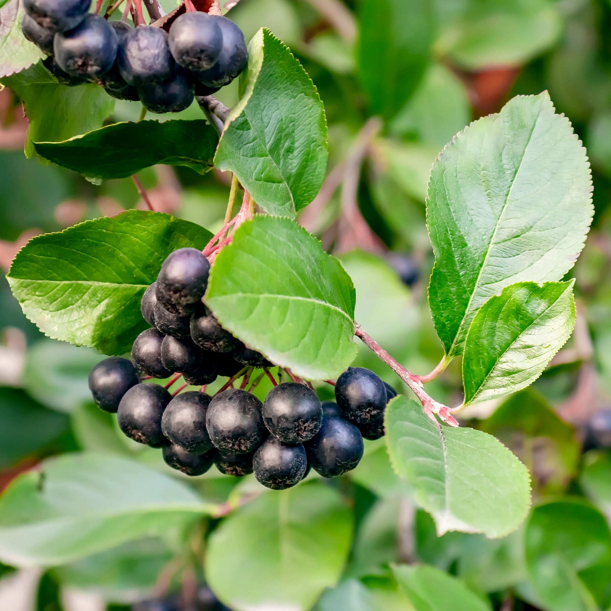 Aronia 'Galicjanka'