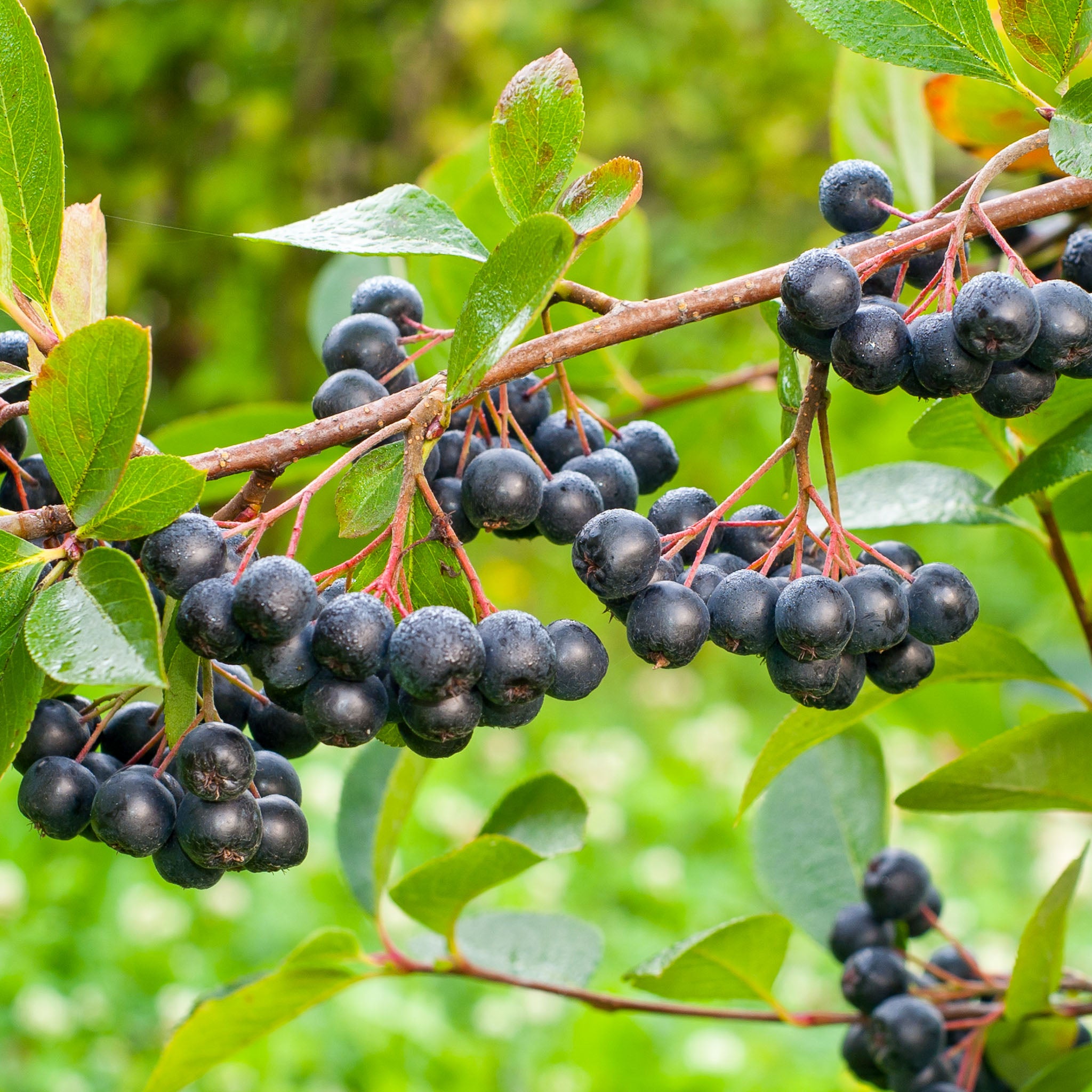 Aroniabeere 'Nero'