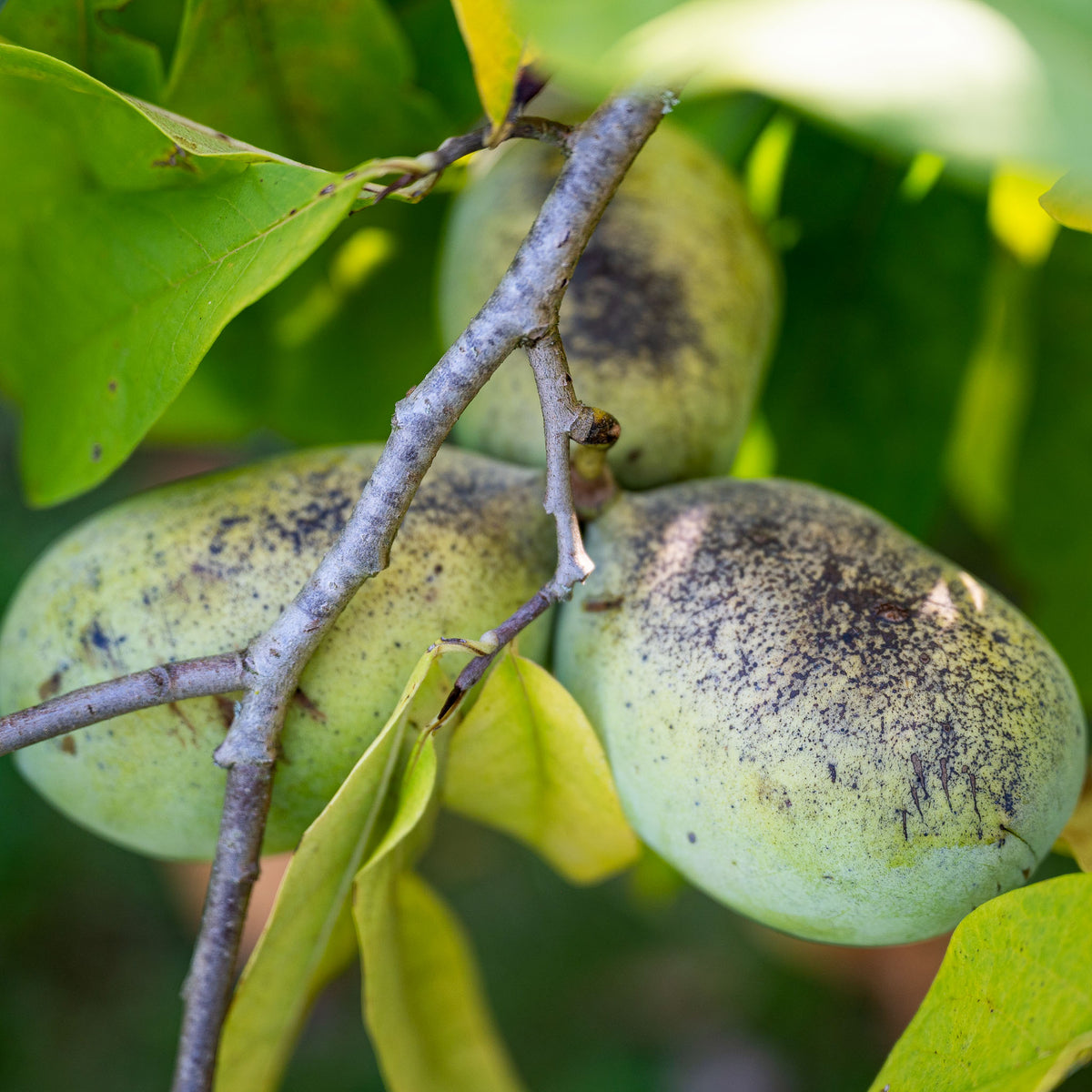 Pawpaw 'Shenandoah'