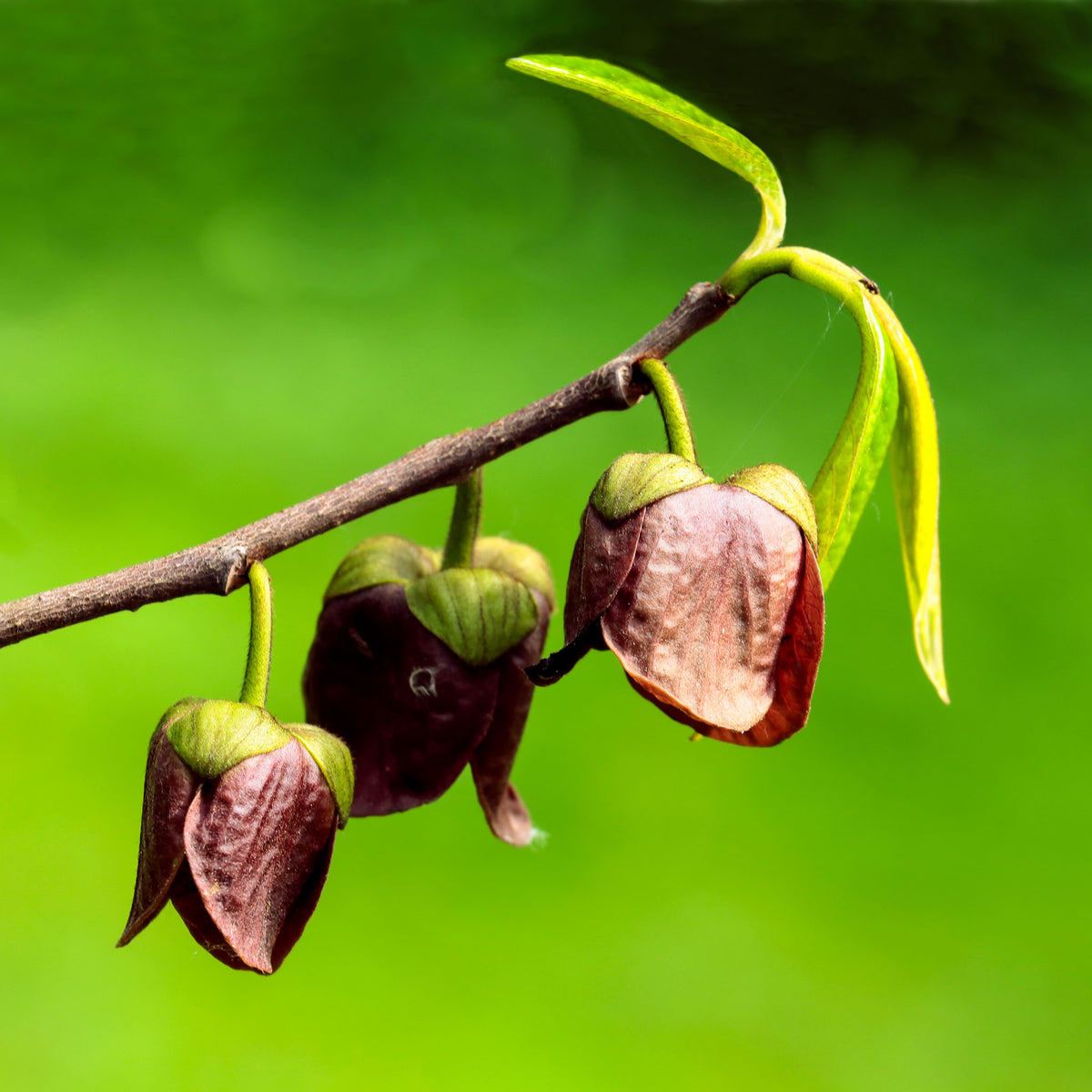 Pawpaw 'Shenandoah'