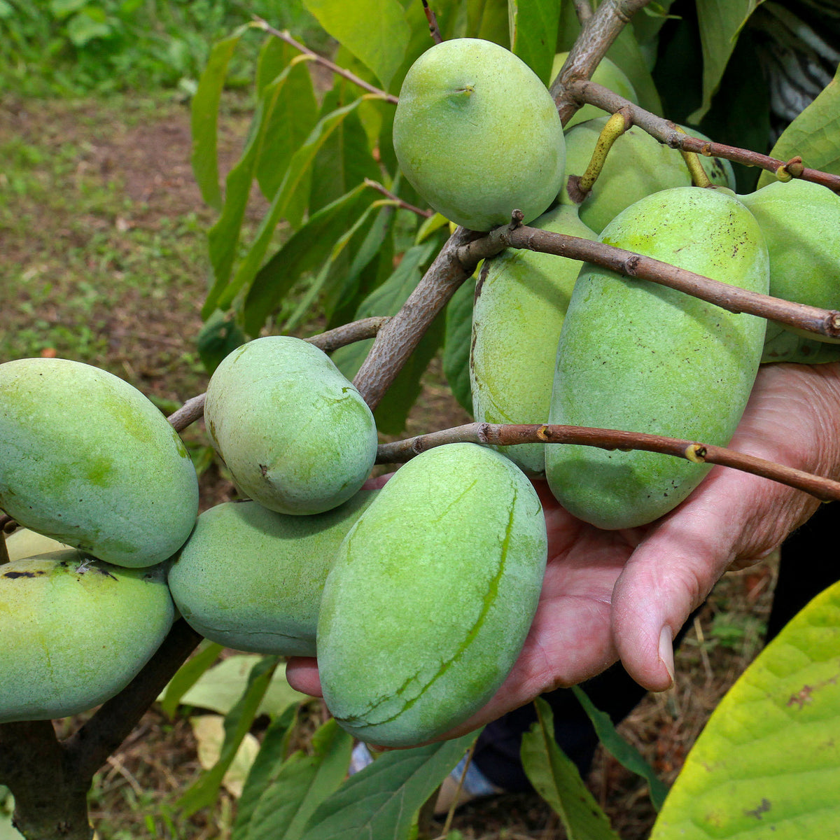 Pawpaw 'Allegheny'
