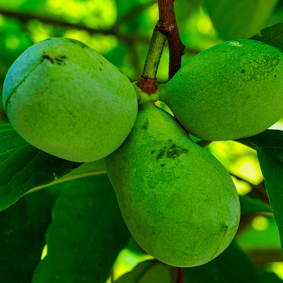 Pawpaw 'Allegheny'