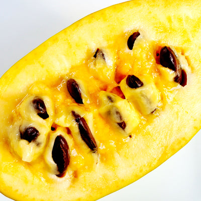 Pawpaw 'Halvin'