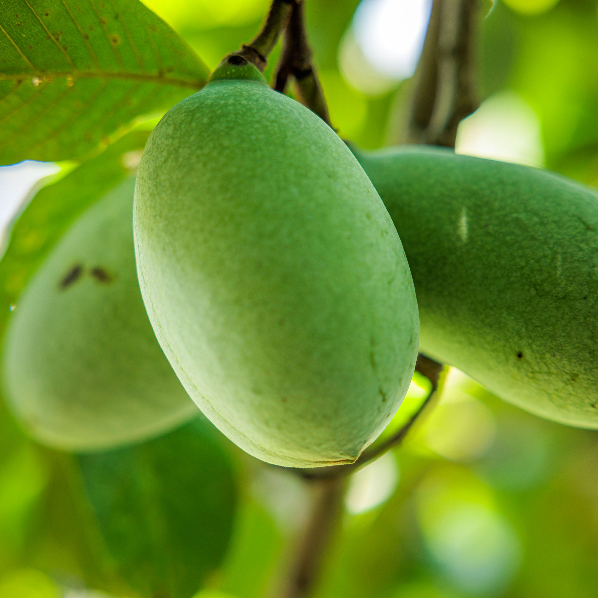 Pawpaw 'Halvin'