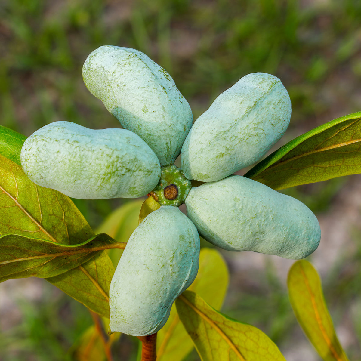 Pawpaw 'KSU-Atwood'