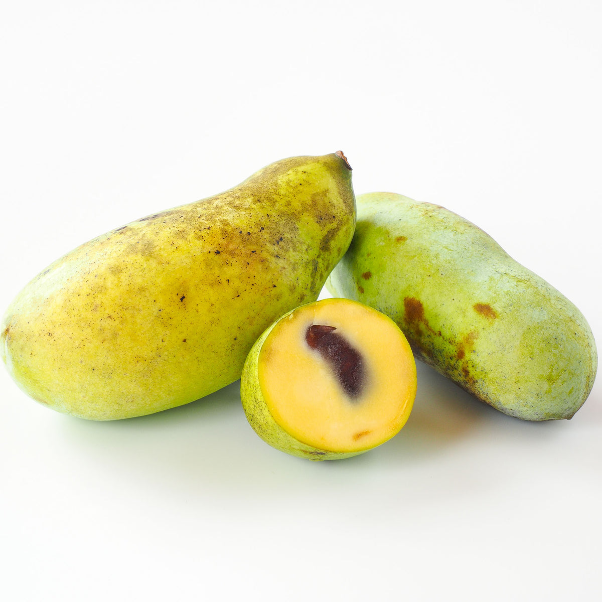 Pawpaw 'KSU-Atwood'