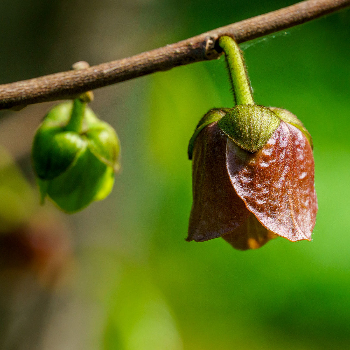 Pawpaw 'KSU-Atwood'