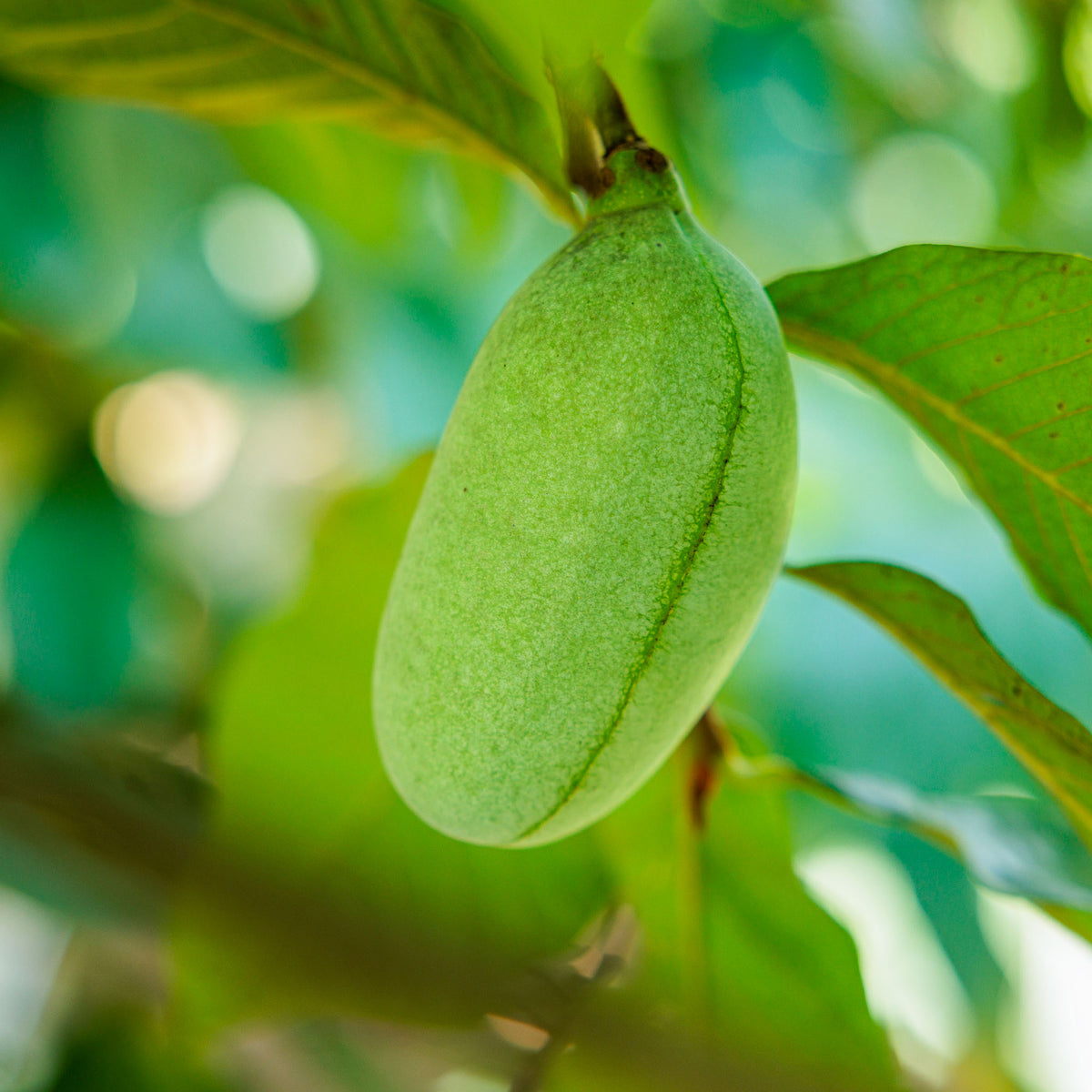 Pawpaw 'Maria's Joy'
