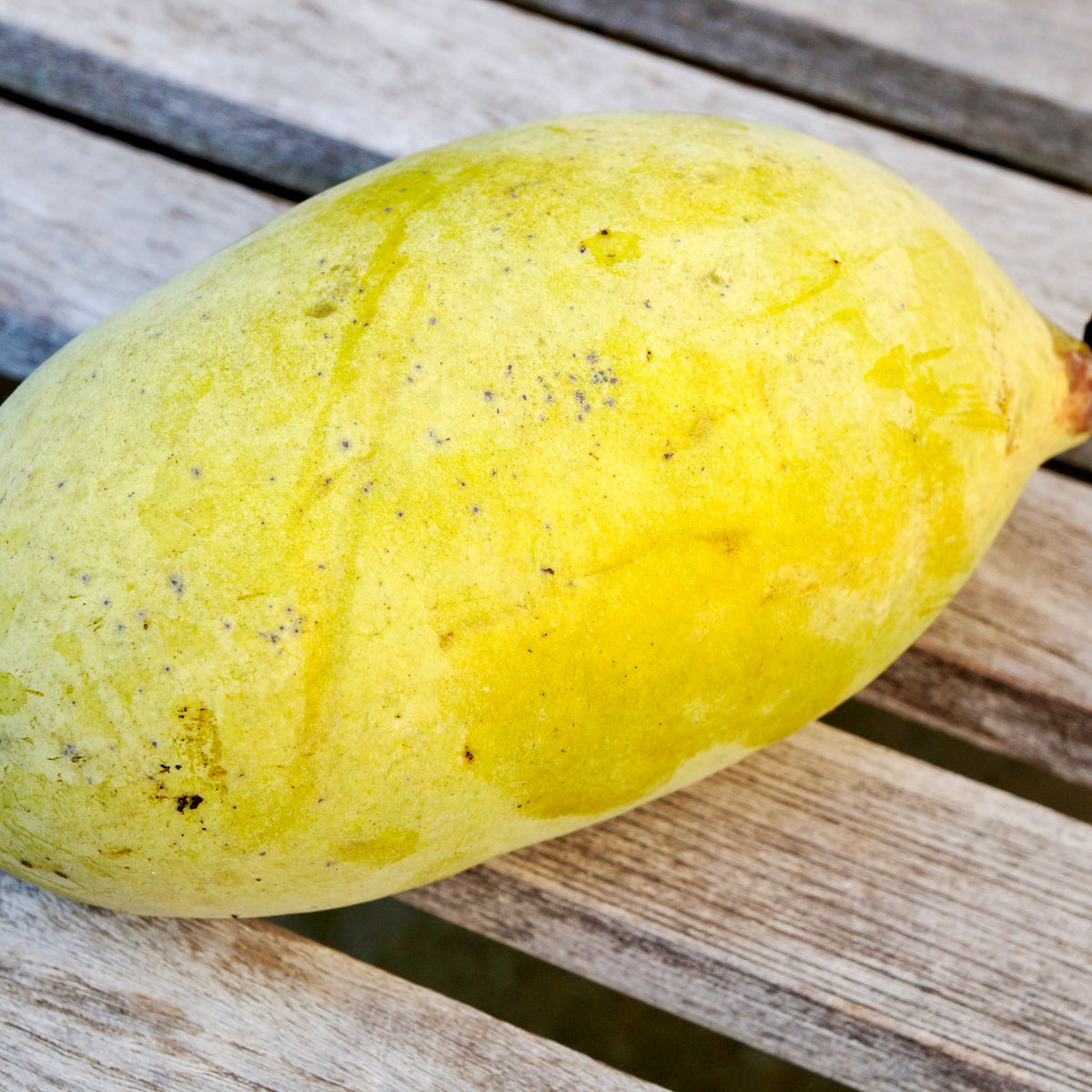 Pawpaw 'Maria's Joy'