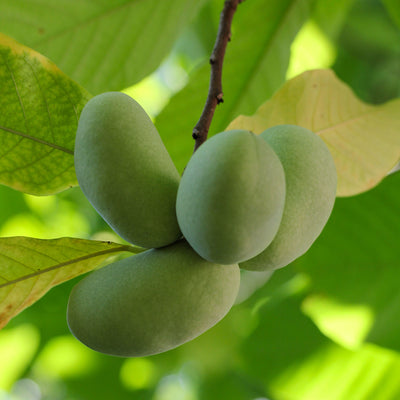 Pawpaw 'Prima 1216'