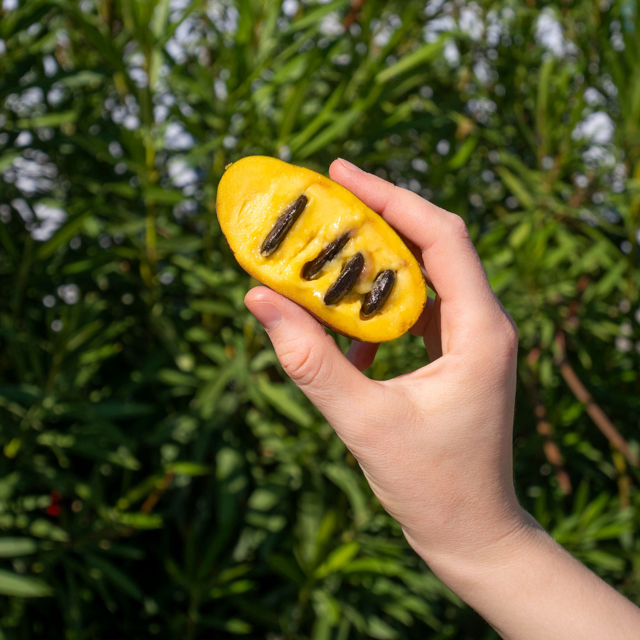 Pawpaw 'Prima 1216'