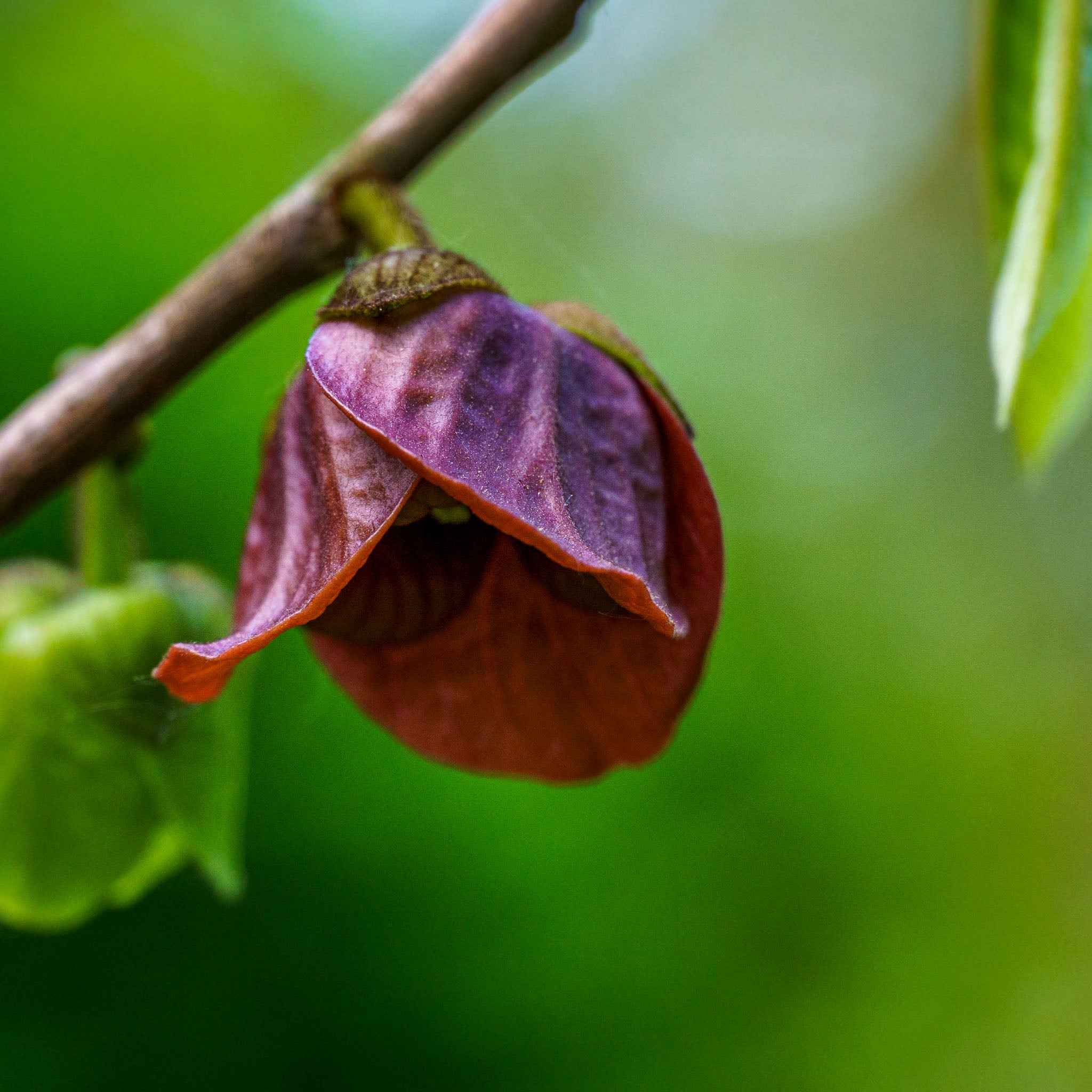 Pawpaw 'Prima 1216'