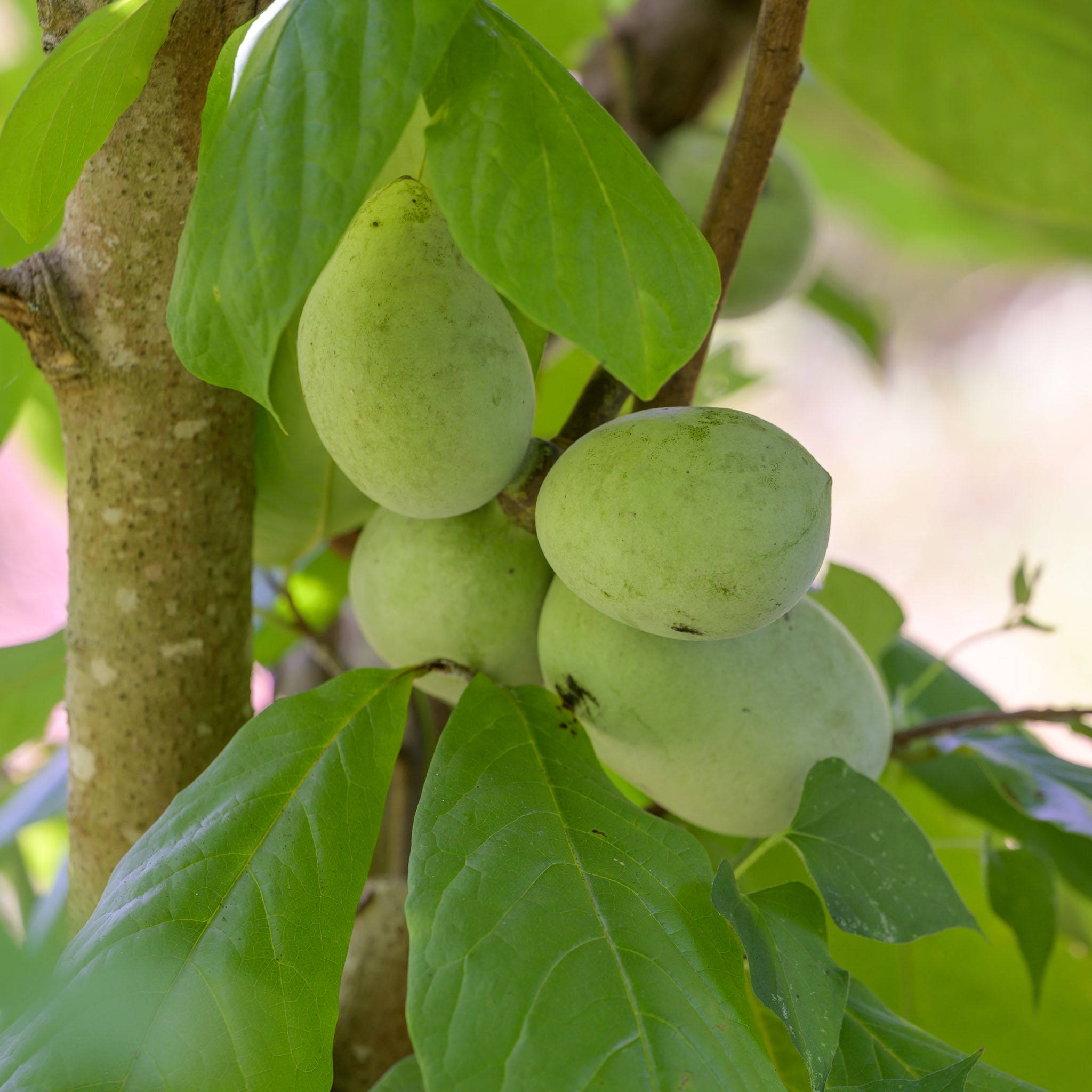 Pawpaw 'Prima 1216'