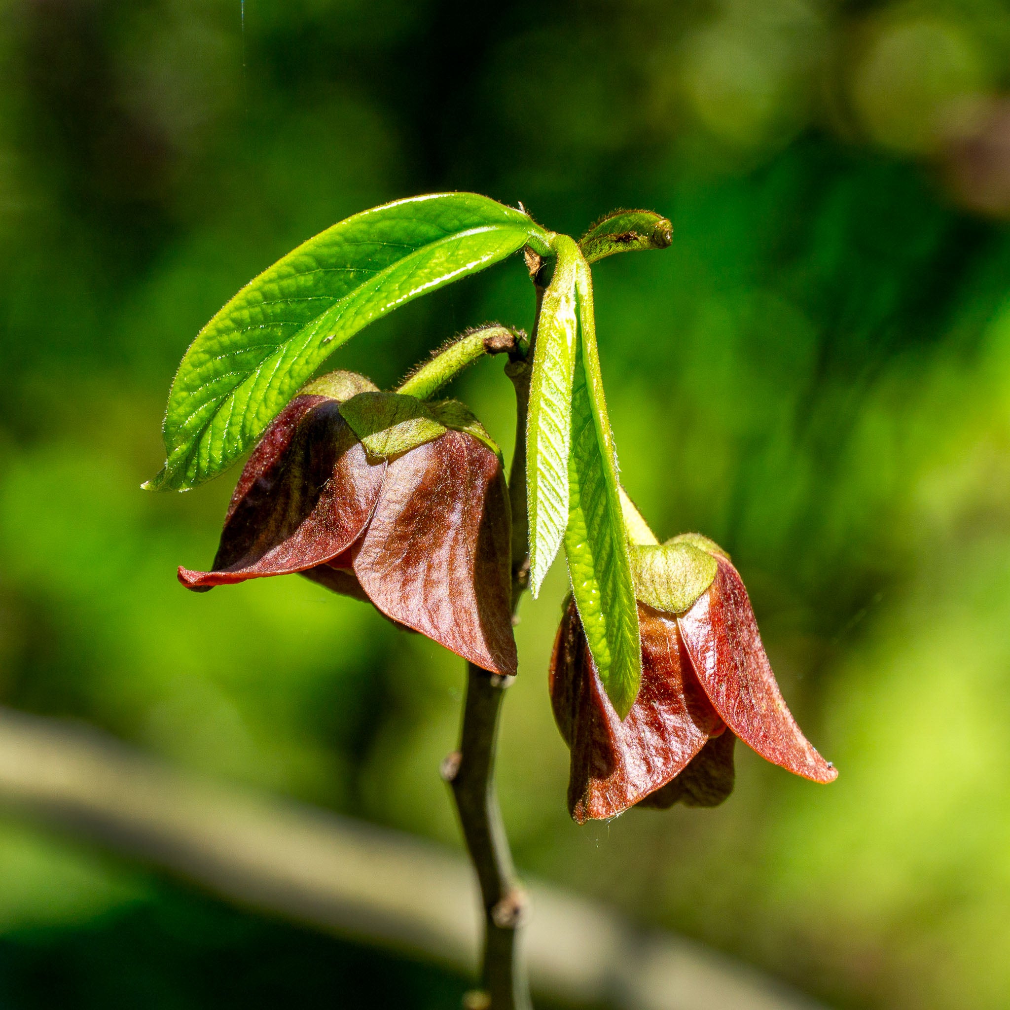 Pawpaw 'Rebecca's Gold'