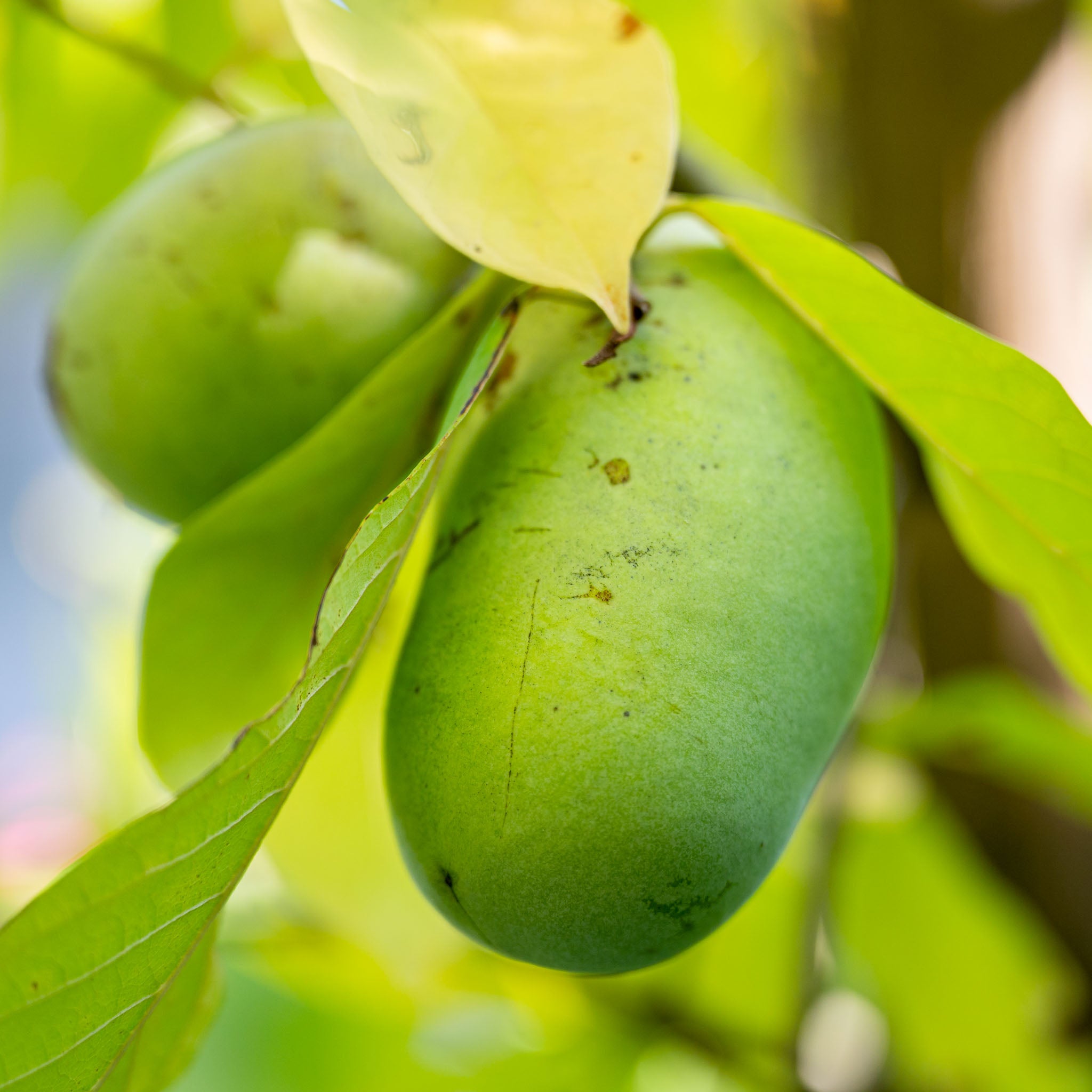 Pawpaw 'Summer Delight'