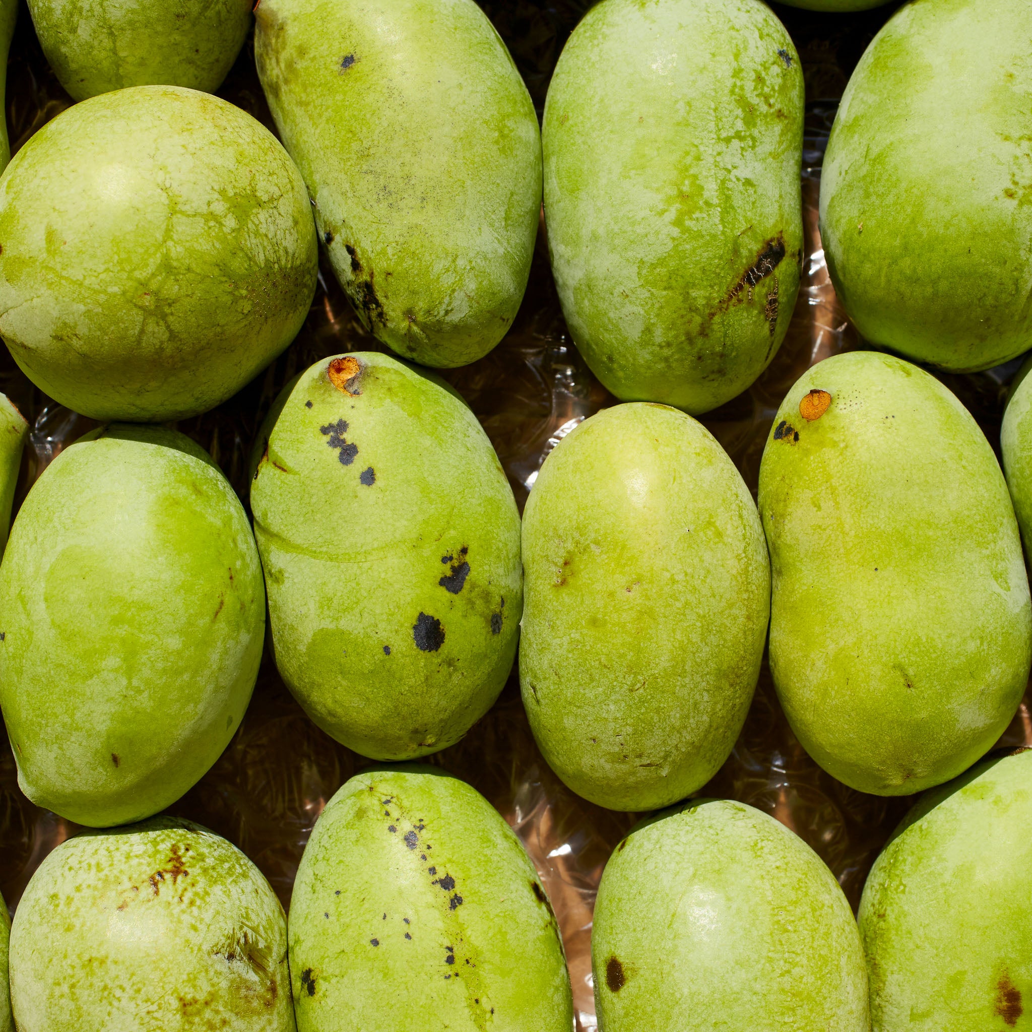 Pawpaw 'Summer Delight'