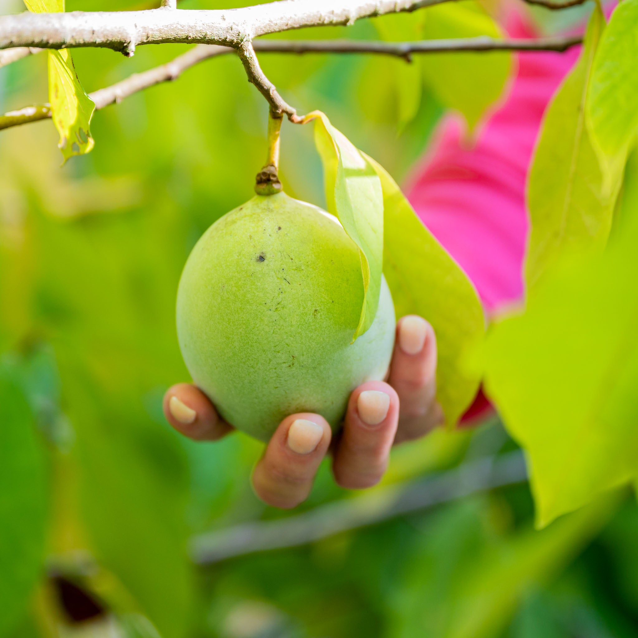 Pawpaw 'Summer Delight'