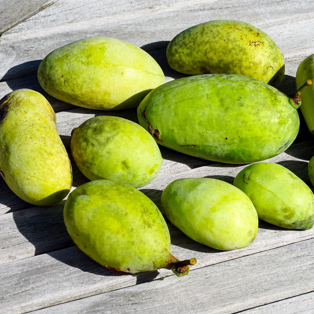 Pawpaw 'Sunflower'