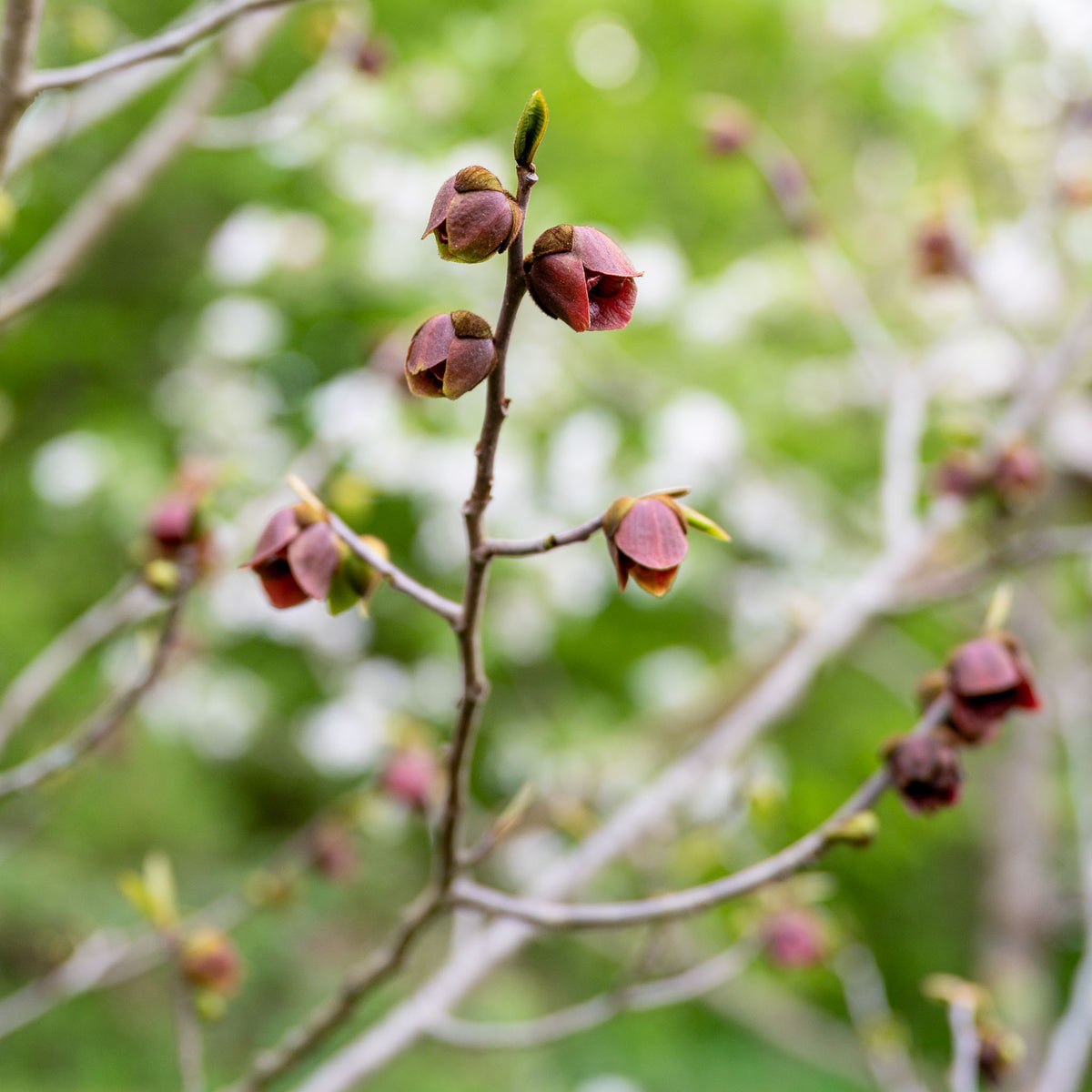 Pawpaw 'Sunflower'