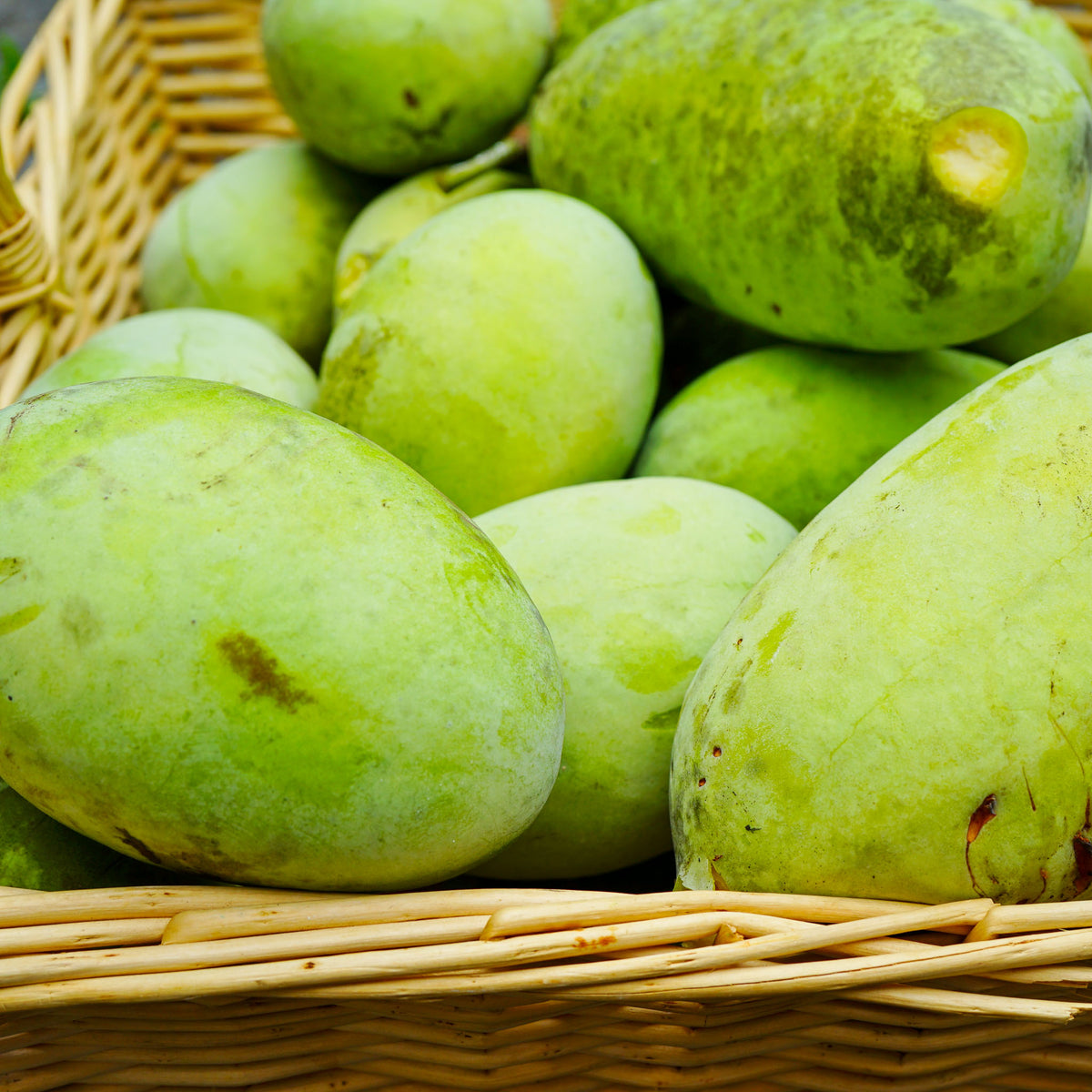 Pawpaw 'Susquehanna'