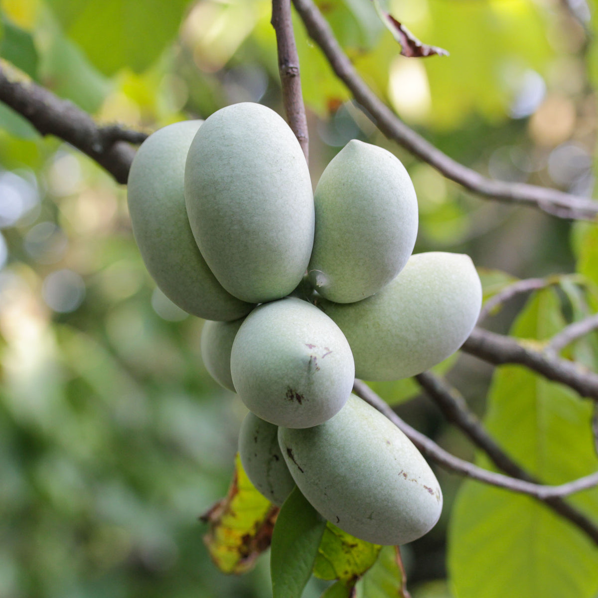 Pawpaw 'Susquehanna'