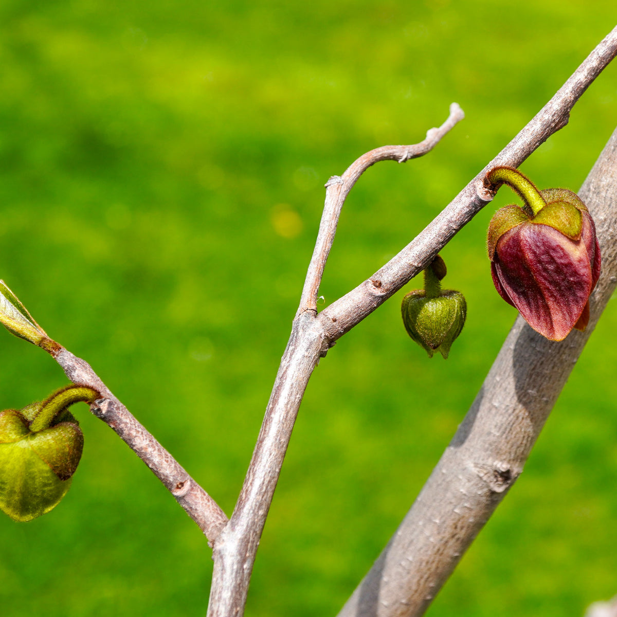 Pawpaw 'Susquehanna'