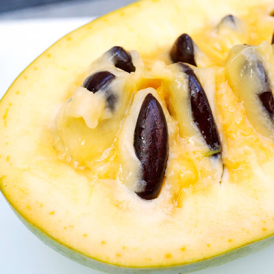 Pawpaw 'Tallahatchie'