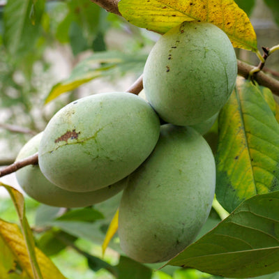Pawpaw 'Tallahatchie'