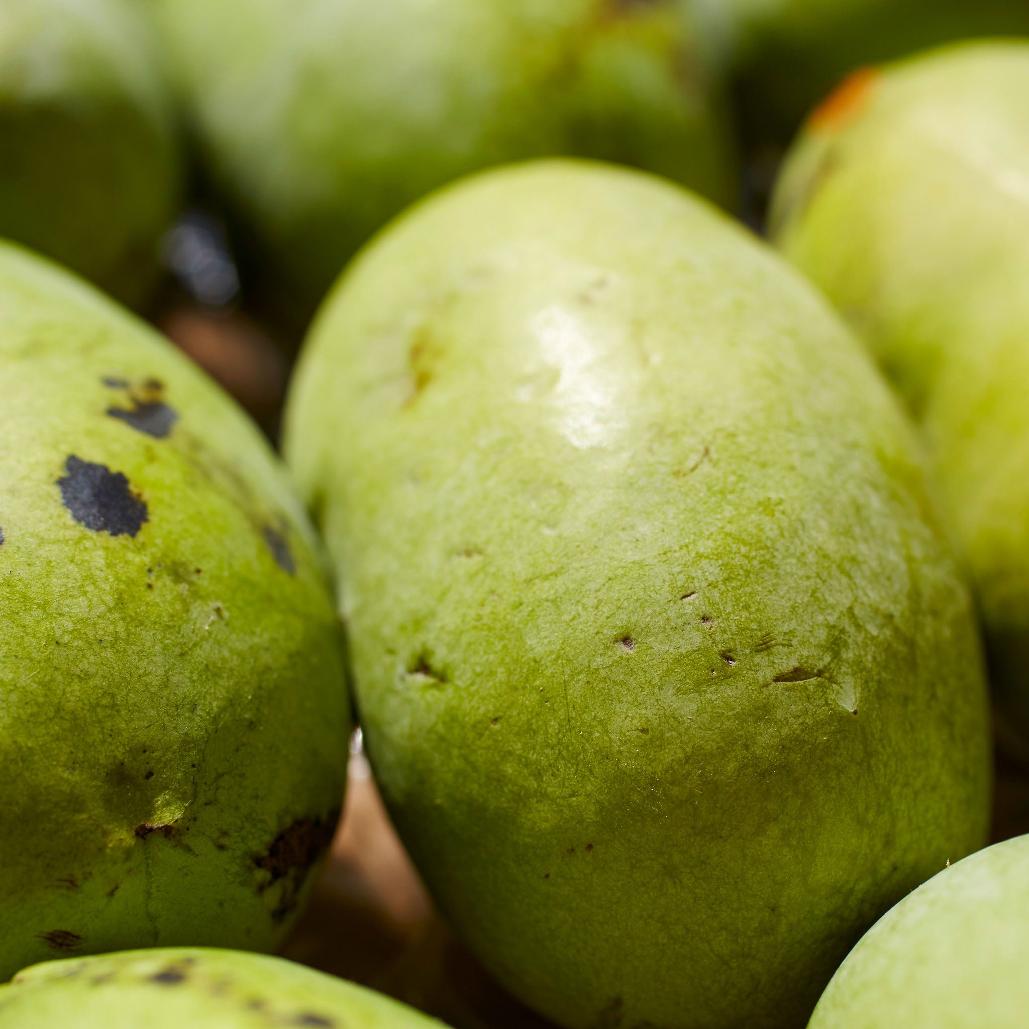 Pawpaw 'Tallahatchie'