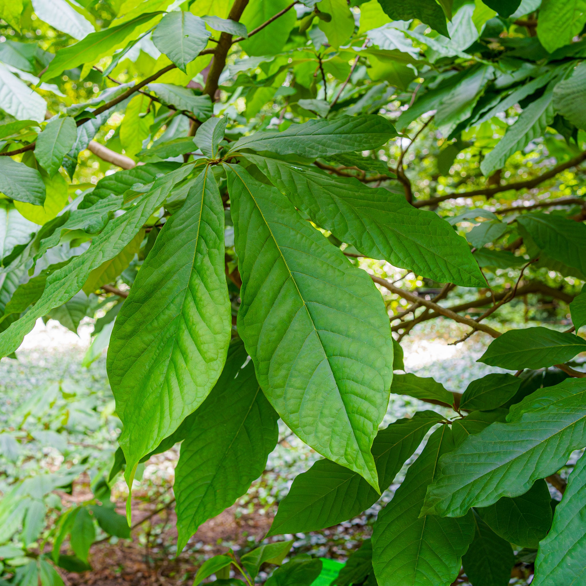 Pawpaw 'Tallahatchie'