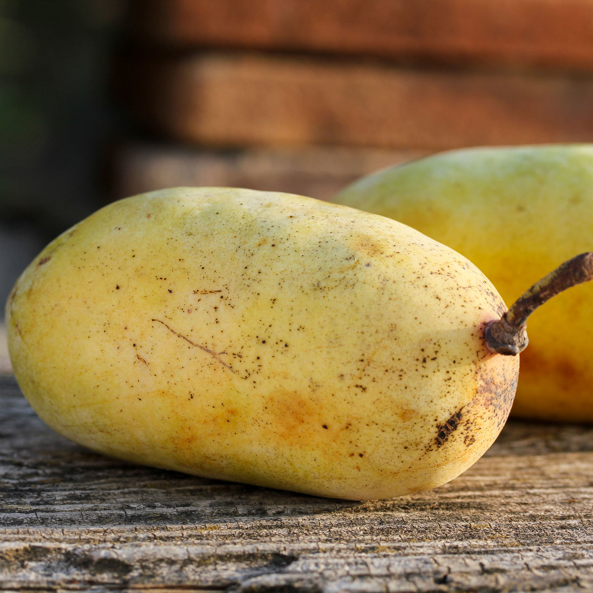 Pawpaw 'Tropical Treat'
