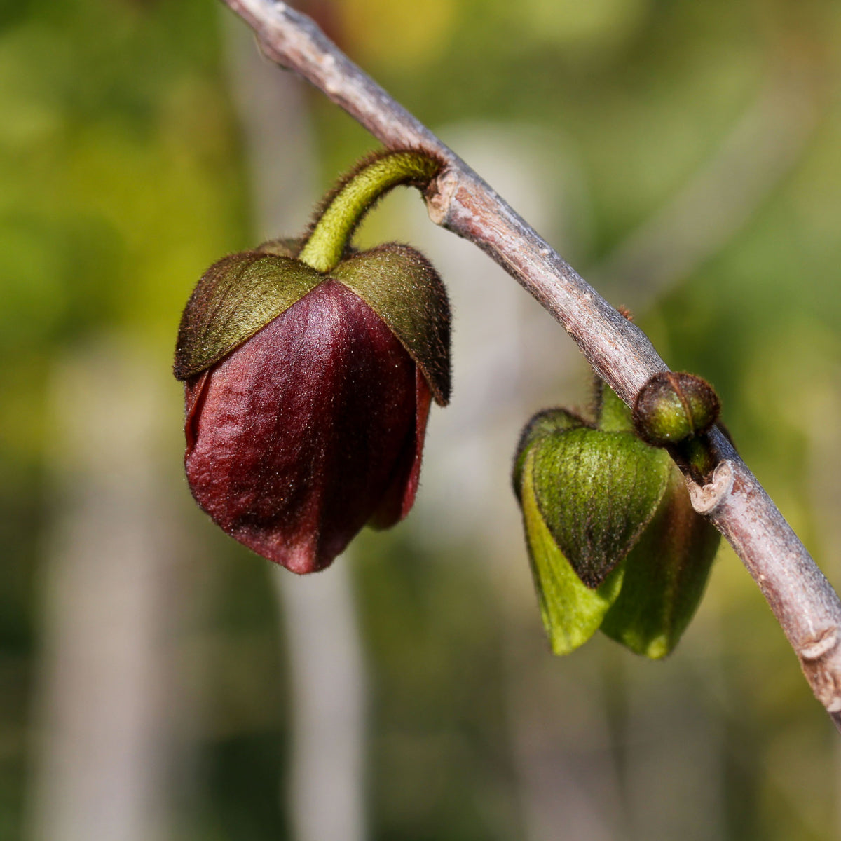 Pawpaw 'Tropical Treat'